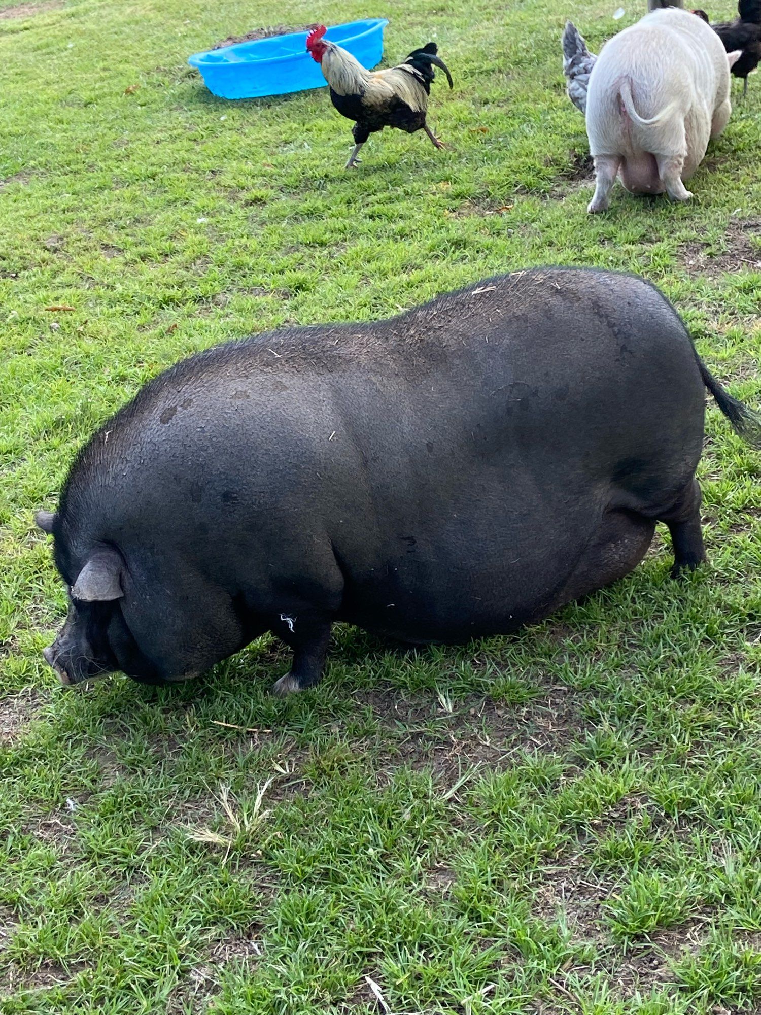 This is a black Vietnamese pot bellied pig in a grassy field. She’s so big her belly does hit the ground! You can see the rear of the white pig, a chicken (barely) and a rooster running in the background. The kiddie pool filled with water is also visible.