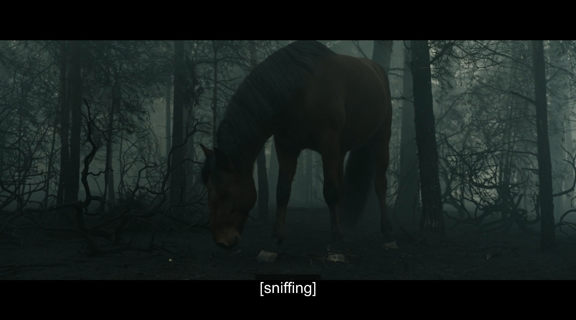 from season 2 episode 3 of the rings of power, berek the horse sniffing the ground in a dark forest, as he searches for Isildur.