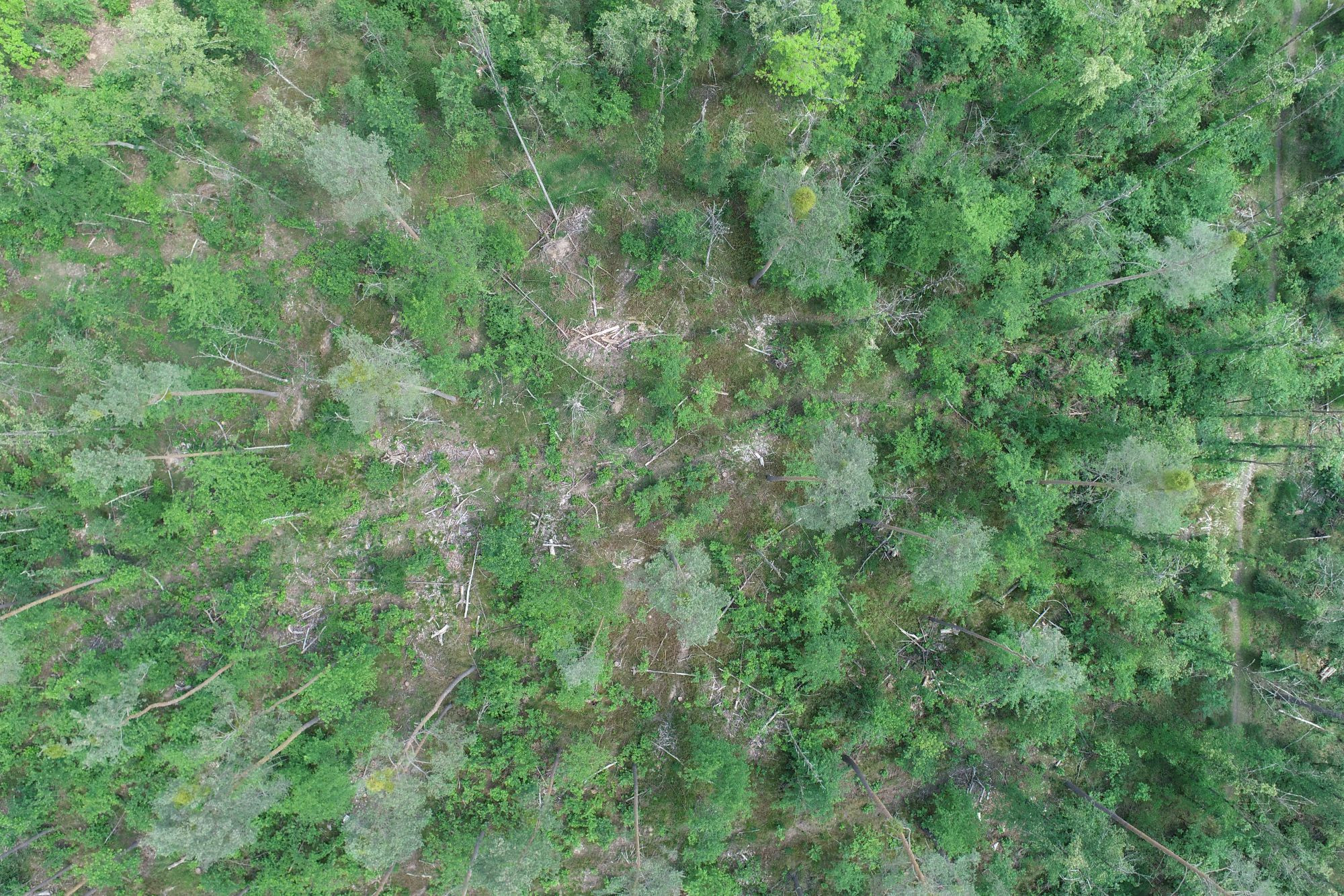 Nadir aerial drone image of a sparse pine forest with deadwood lying around