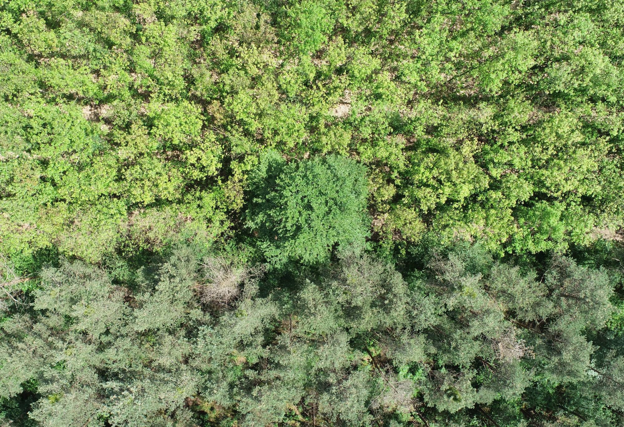 nadir aerial drone image of a forest at the transition between different forest areas. The image shows three colors, light green of deciduous forest at the top, dark green of coniferous forest at the bottom and another green large deciduous forest in the middle.