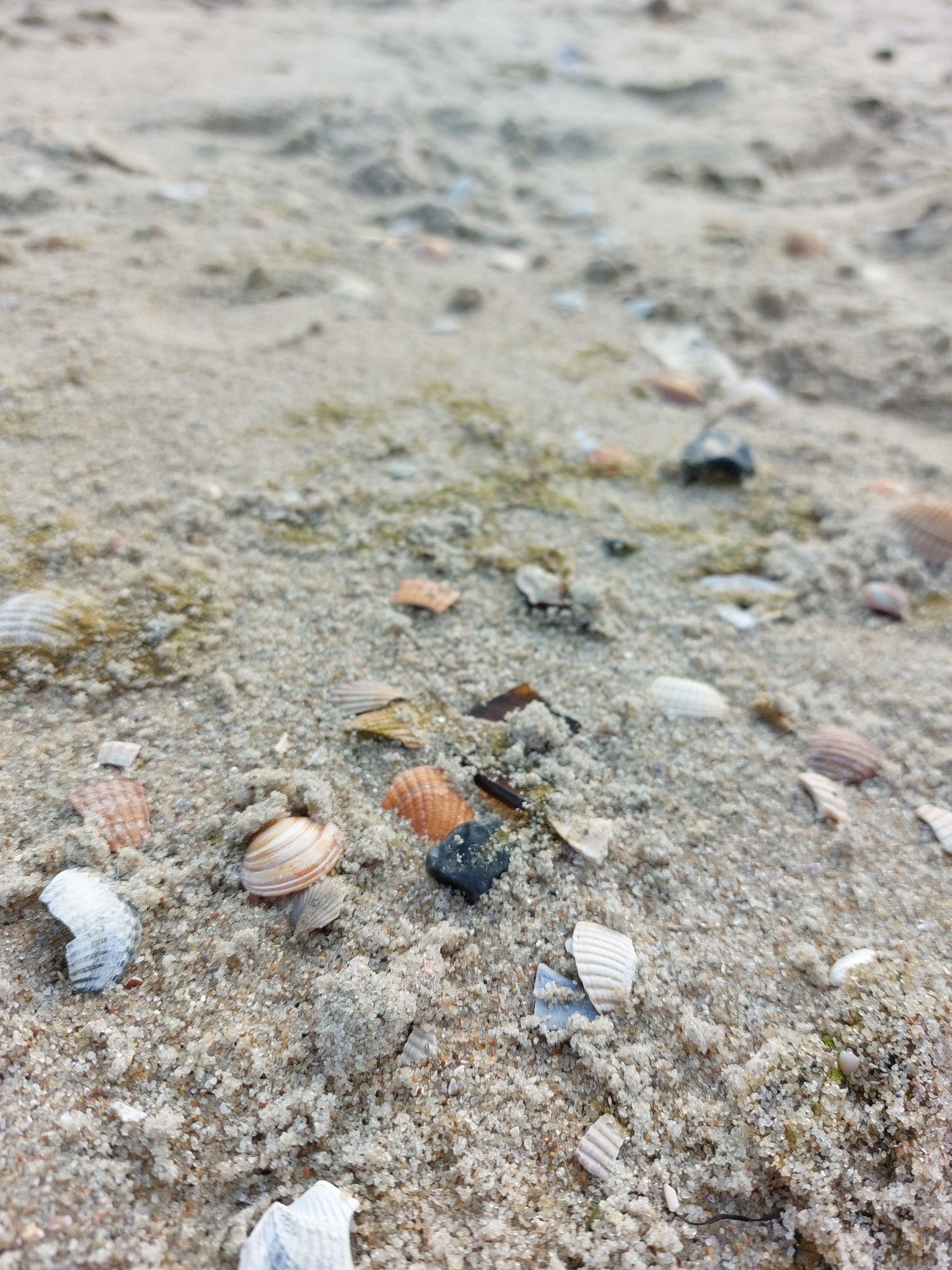 Muscheln und Sand