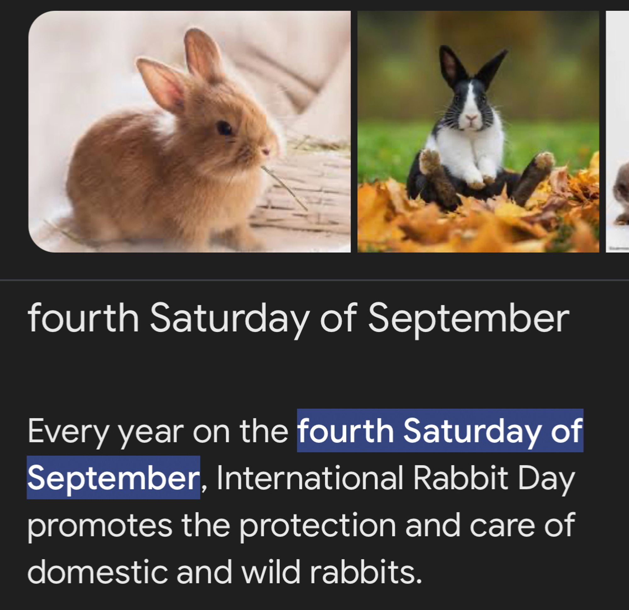 "fourth Saturday of September
Every year on the fourth Saturday of September, International Rabbit Day promotes the protection and care of domestic and wild rabbits."