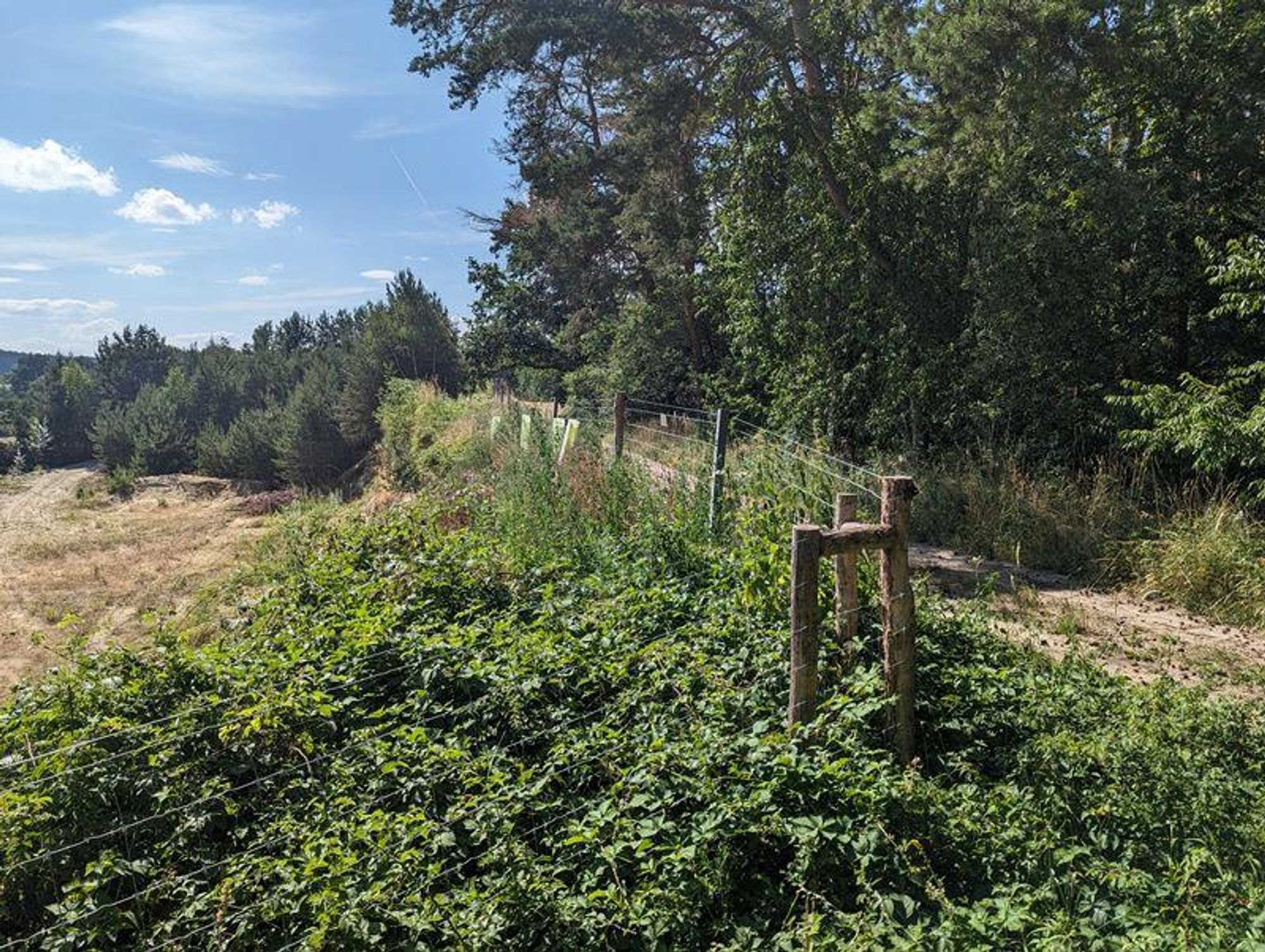 Flurweg Hochstraß mit angrenzender Sandgrube im Juli 2023: Das Bild zeigt eine ländliche Landschaft mit einem Zaun und einem Holzpfosten im Vordergrund. Der Zaun besteht aus Draht und Holzpfosten und verläuft entlang der linken Seite des Bildes. Der Holzpfosten im Vordergrund ist verwittert. Neben dem Zaun verläuft ein Feldweg. Die Landschaft ist mit Grünzeug bedeckt, mit Bäumen und Büschen im Hintergrund. Der Himmel ist blau mit einigen Wolken. Das Bild wurde an einem sonnigen Tag aufgenommen.