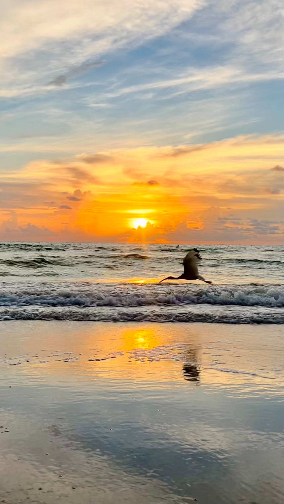 White Ibis flying past a sunset over the Gulf of Mexico