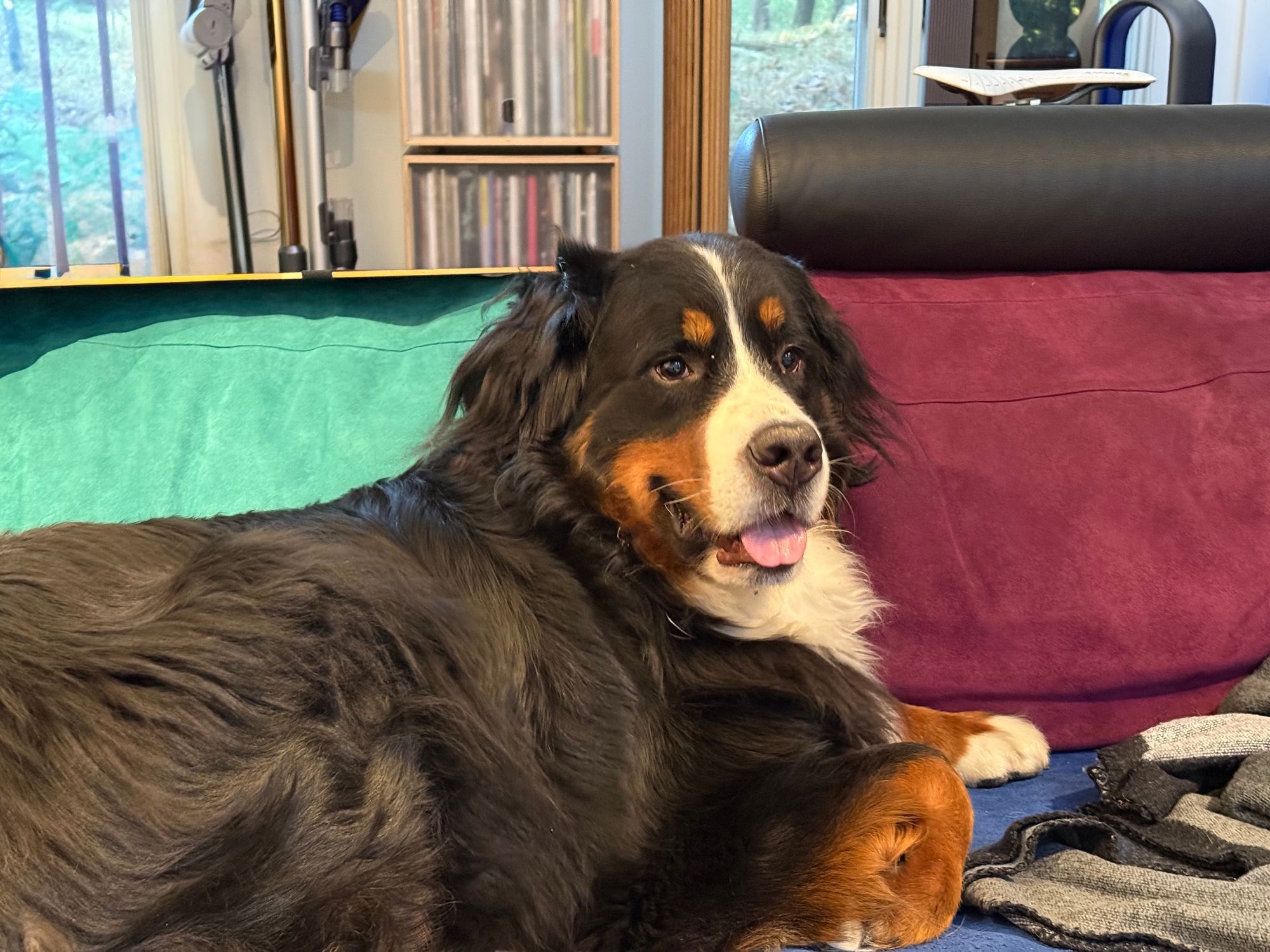 A Bernese Mountain Dog, named Cooper, on a couch. He seems…pleased.