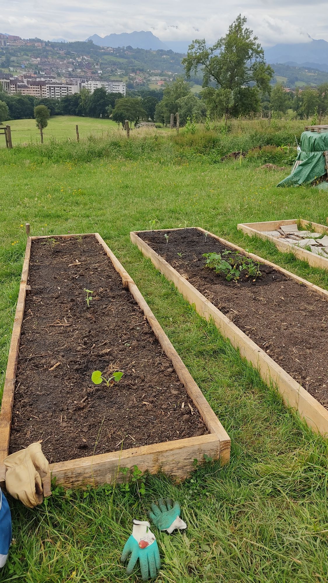 Fotografía de dos bancales llenos de tierra y en el que se asoman las primeras plantas (calabazas, tomates, fresas, coles de bruselas, romanescu y berza)