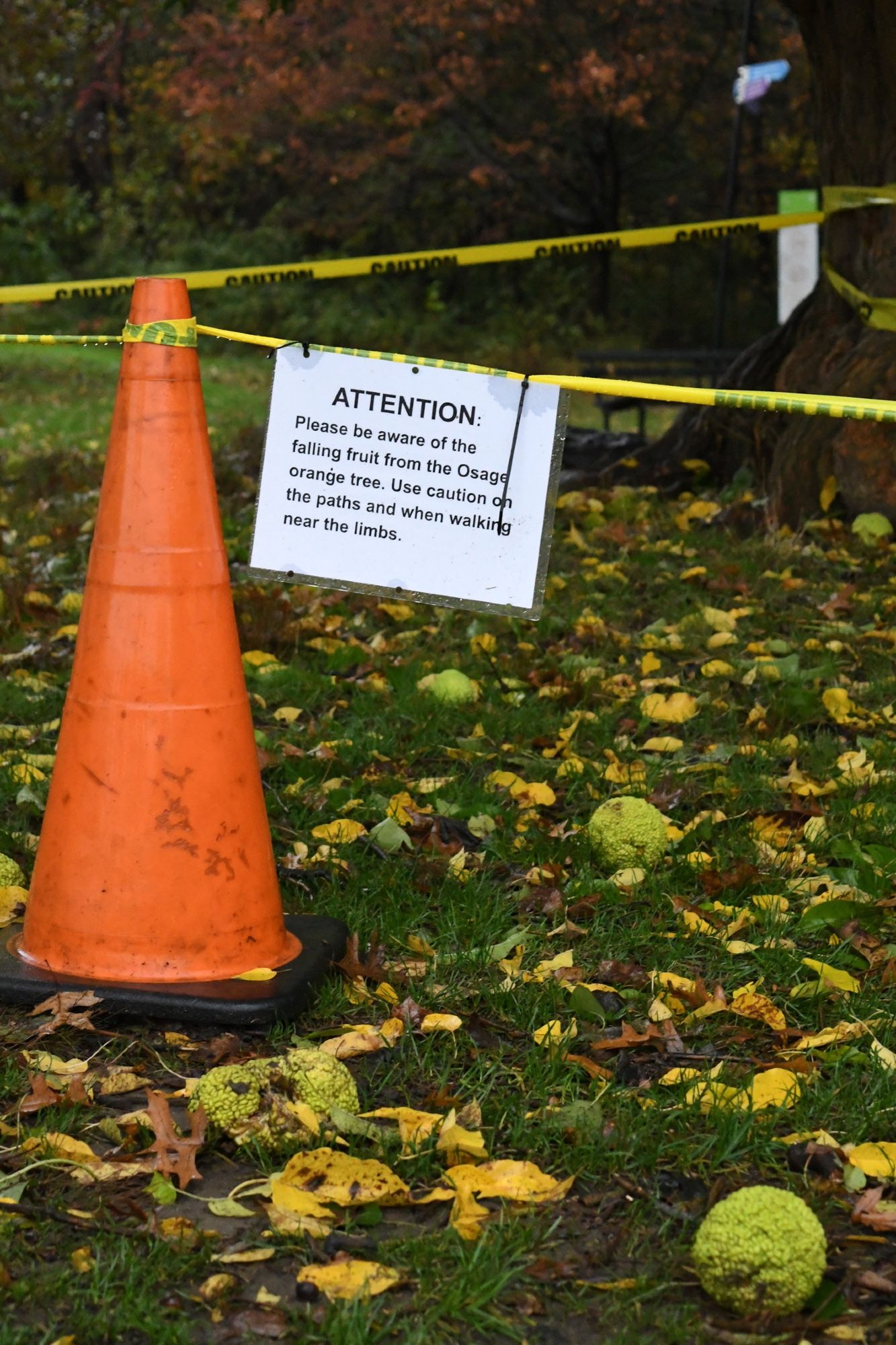 An orange traffic-hazard cone, with yellow "caution" police tape, and a sign warning parkgoers that osage orange fruit could be falling on their heads. A few green fruits litter the grass.