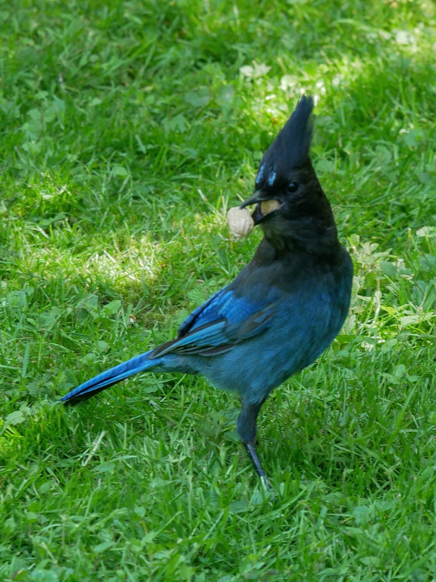 Aoitori is our friend the Northwestern Steller’s Jay. A blue bird and corvid almost as big as a crow and just as smart. Here he is one the spring-green lawn with a peanut in his craw and another one in his beak for later.