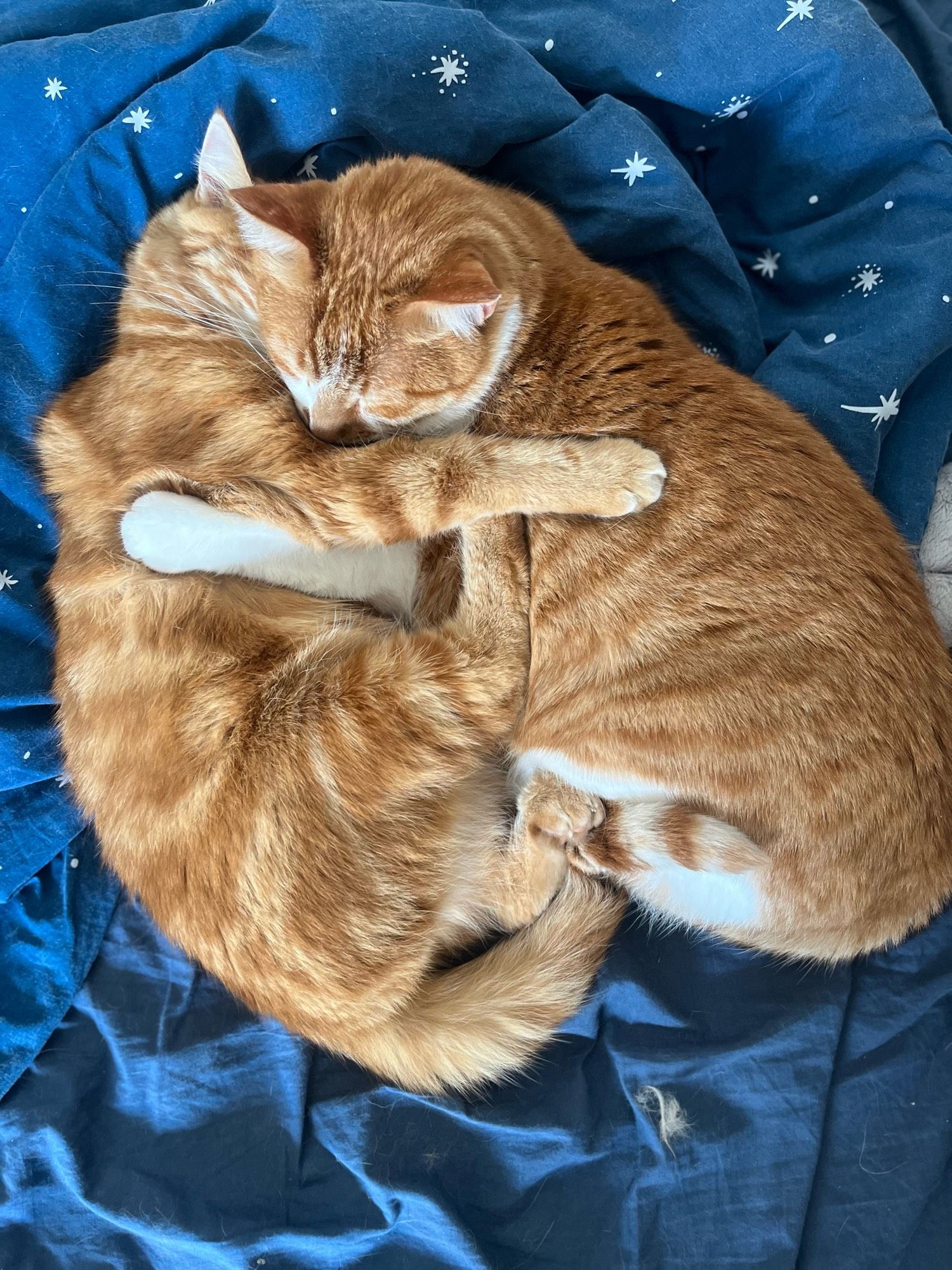 Zwei Kater, die im Bett liegen und sich umarmend aneinanderkuscheln