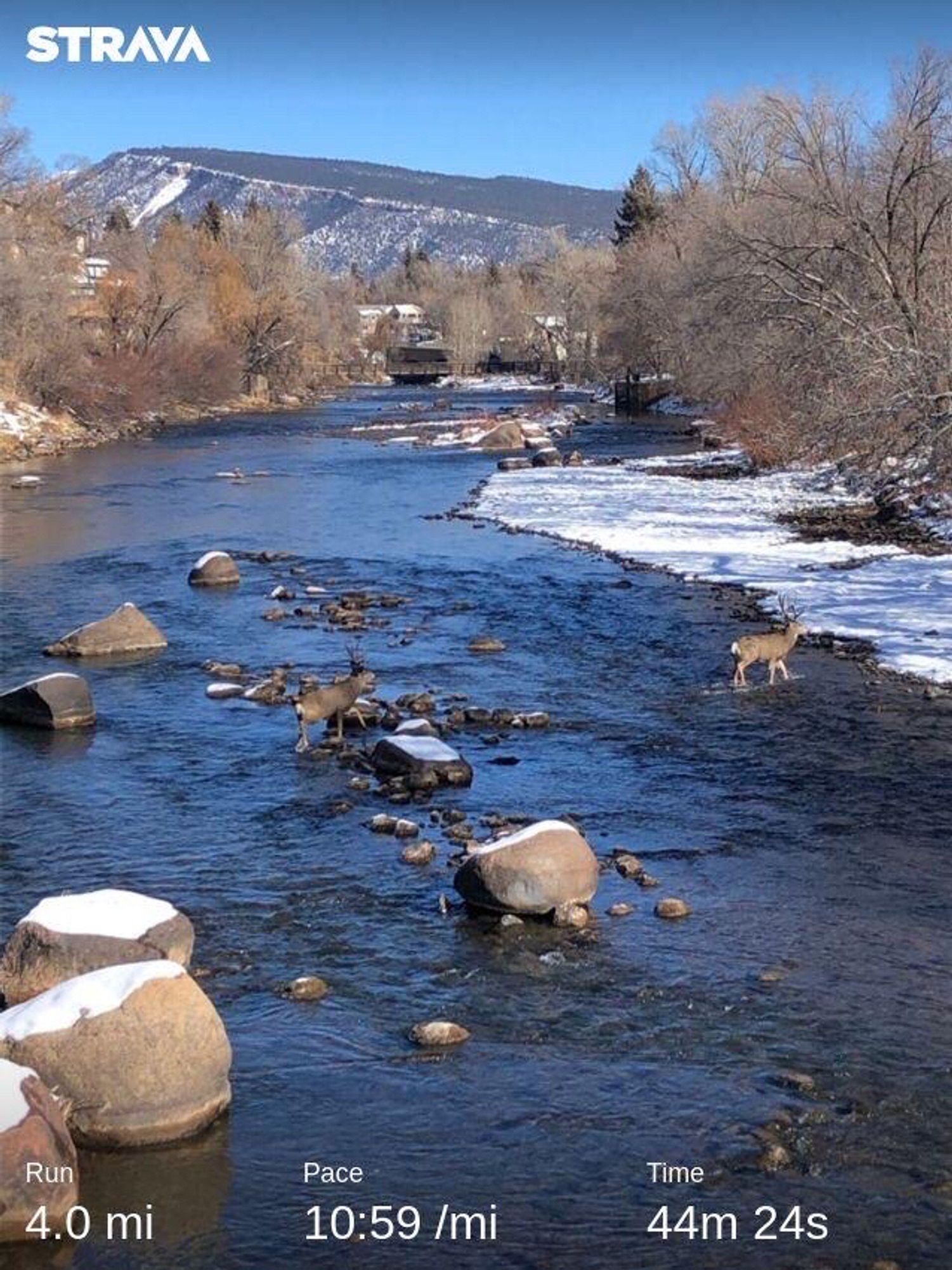 Looking towards a river, two bucks are crossing the river. A few rocks on the river.