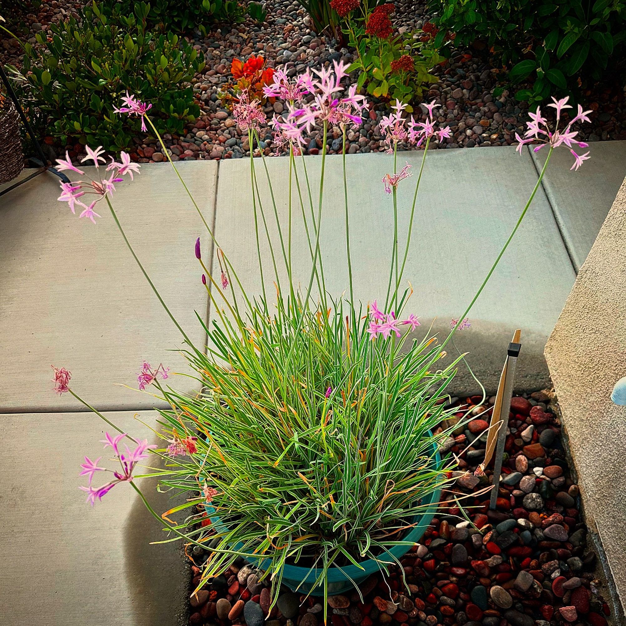 A teal planter pot containing ornamental garlic with blooming purple flowers