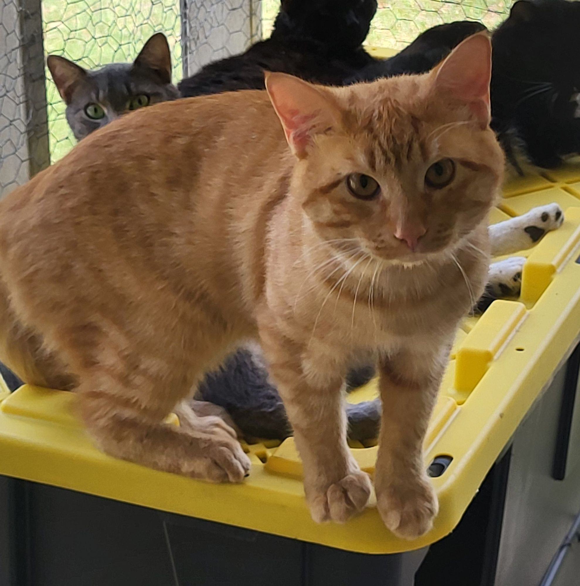 Orange tabby cat standing on a black and yellow tote in a catio with other cats behind him.