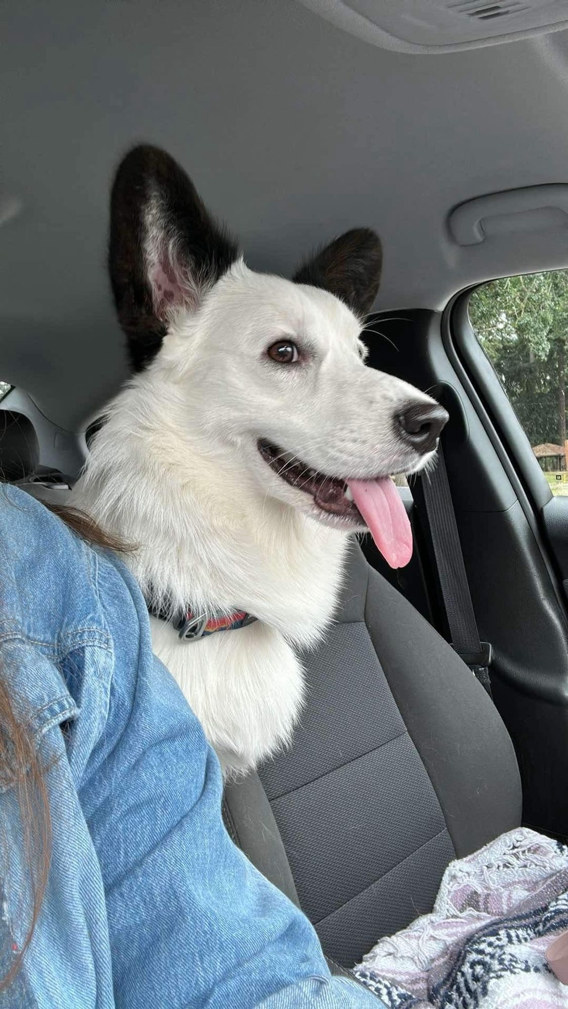 Cardigan corgi in parked car standing over the shoulder of person in back seat