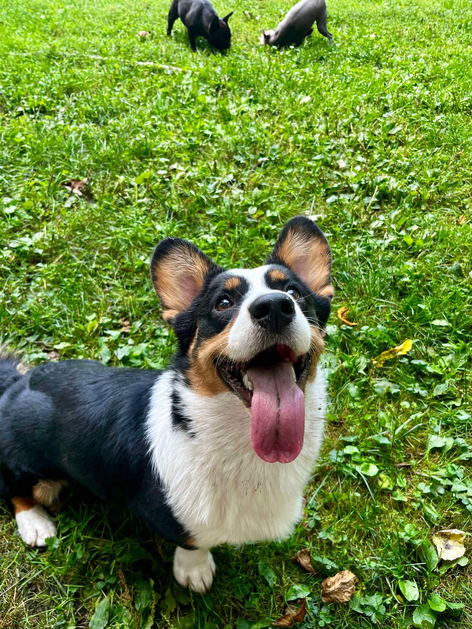 Cardigan corgi with brown eyebrows standing and looking up with tongue hanging far out