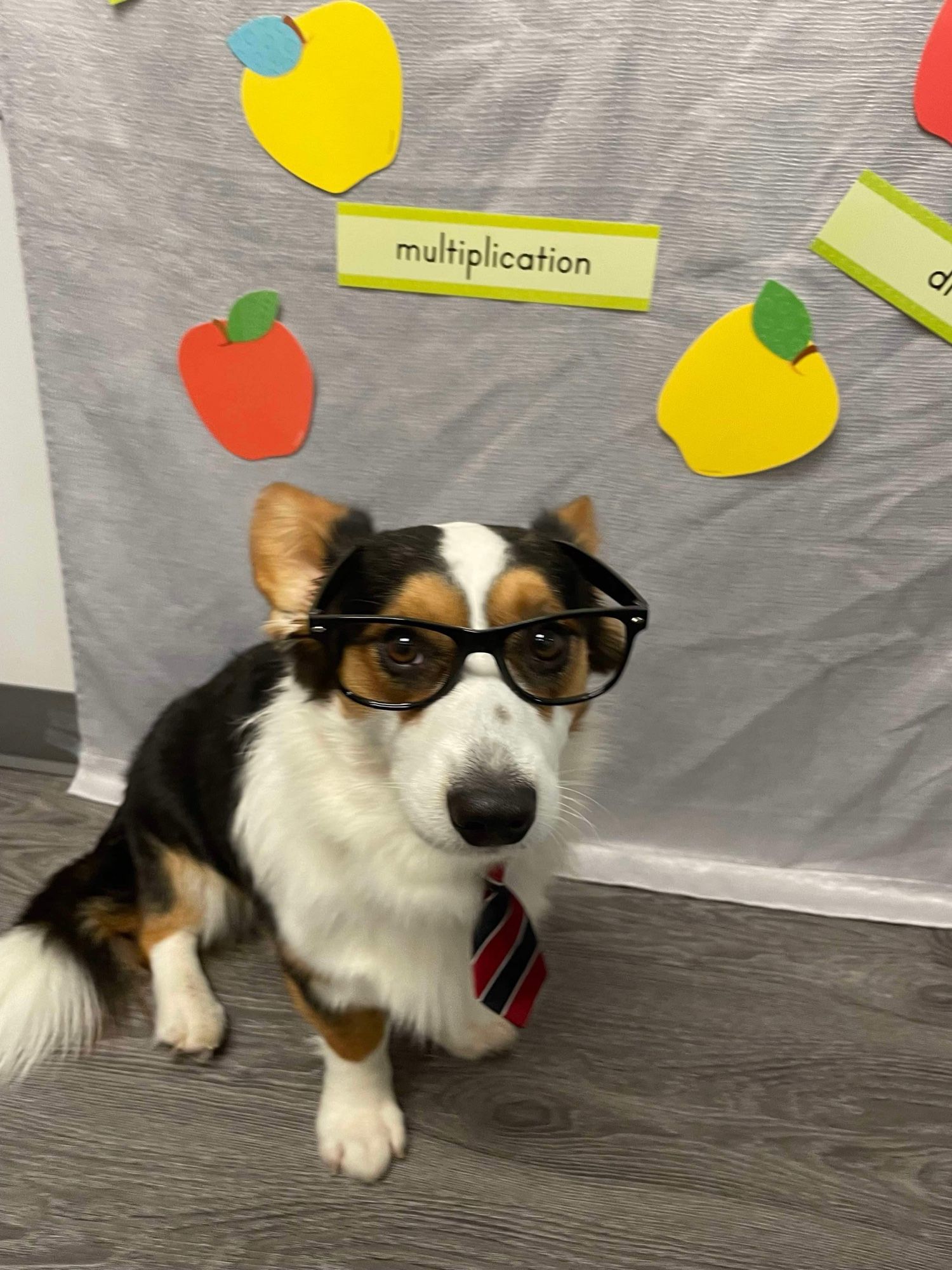 Cardigan corgi sitting in front of school board wearing glasses and small tie looking smart