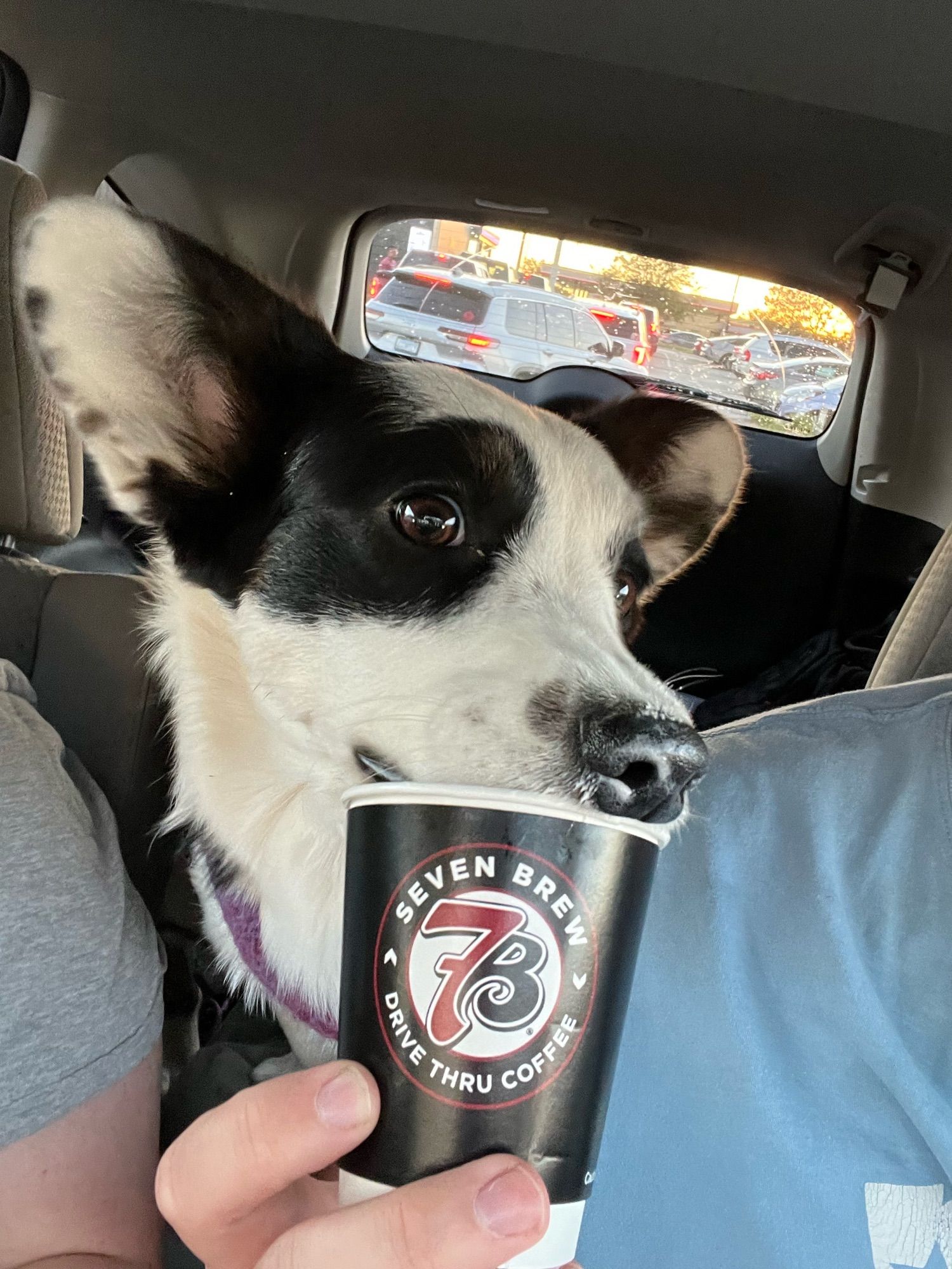 Cardigan corgi in parked car eating out of 7Brew whipped cream cup