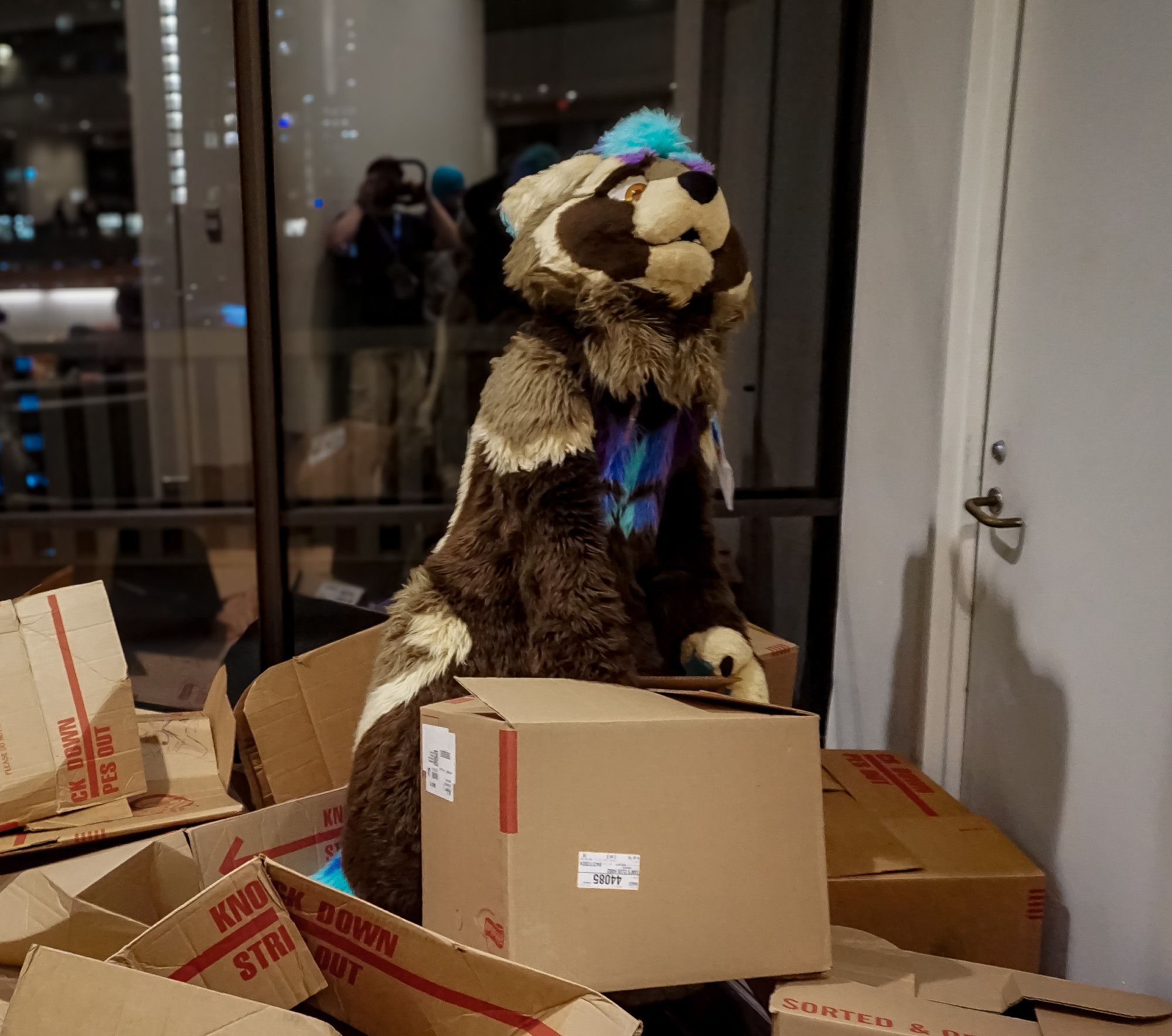 Satchel, in fursuit, with one paw stuck in a cardboard box; the box is lifted off the ground, like an angry puppy latched onto him. He is looking upwards, pleadingly, for help getting his paw unstuck.