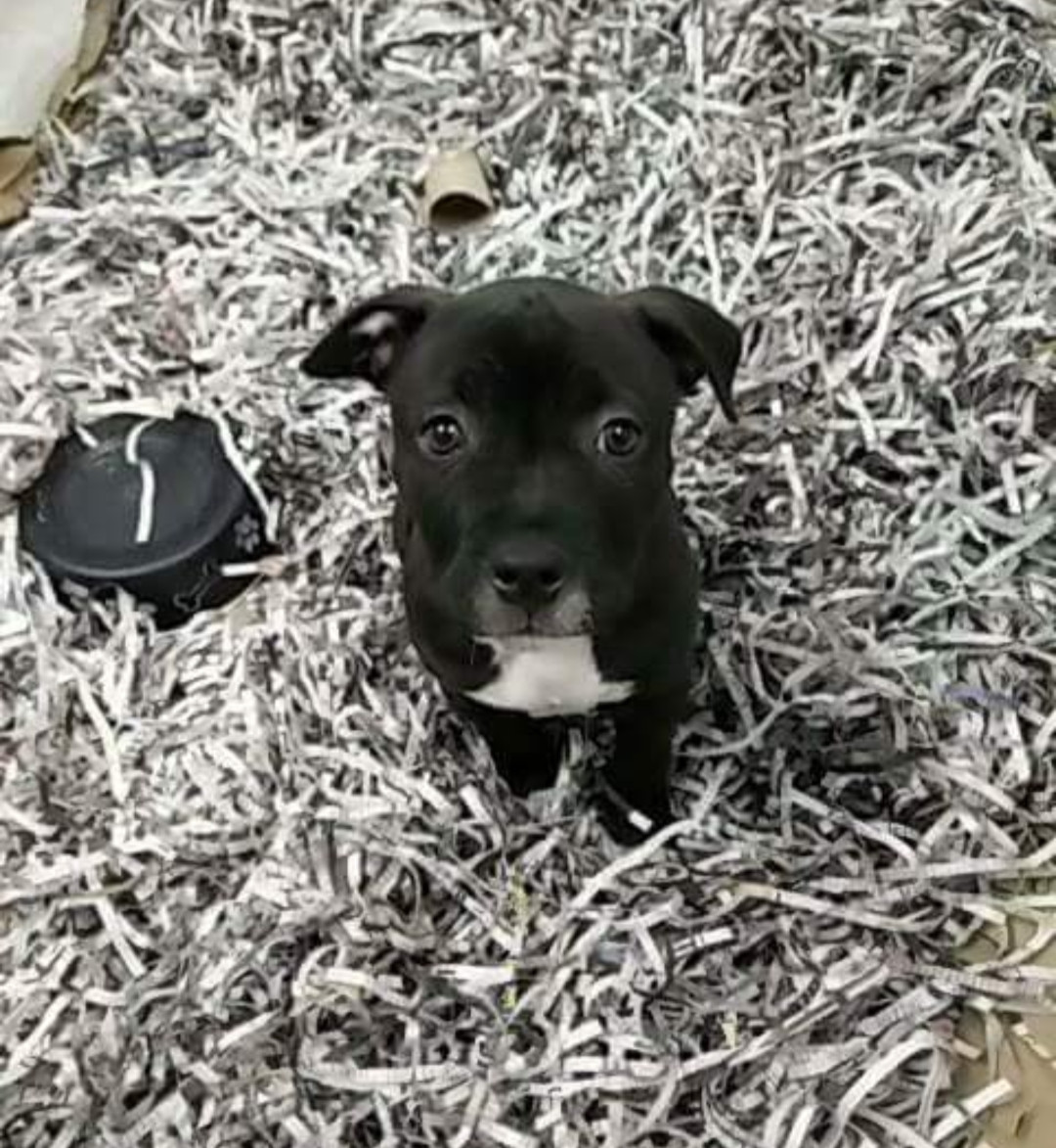 12 week old black Staffy with white chest and paws sitting in shredded newspaper calmly looking up at the camera. Her eyes say, please love me. And in that instant I fell for her, always and forever. 