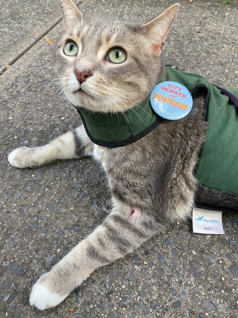 Cat wearing a button that says "City Worker for Zohran"