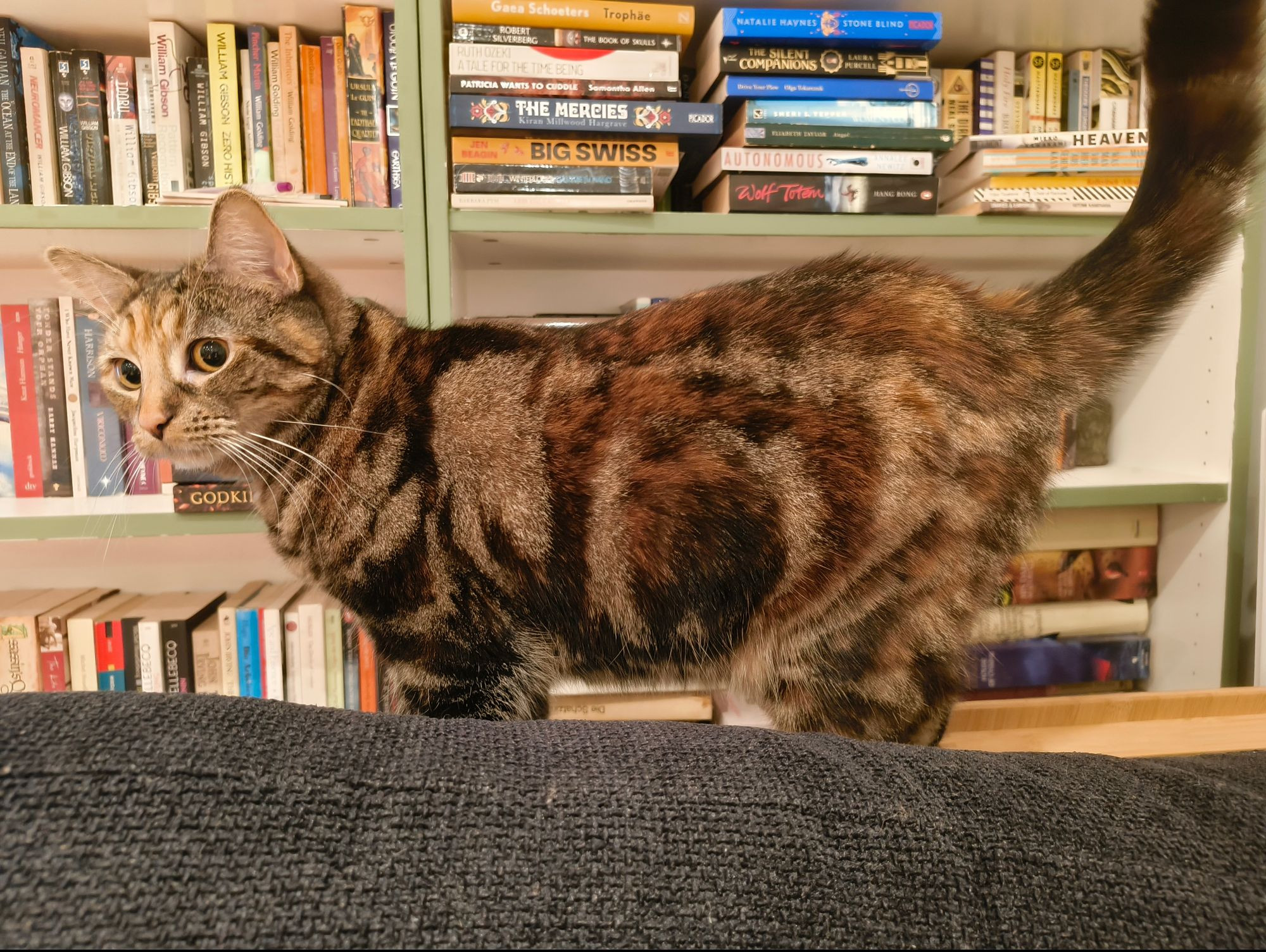 Pudding the cat
A black, beige and orange tortoiseshell cat standing on the arm of a sofa, tail up and looking off to the side. She's standing in front of a full bookshelf filled with fiction books. 