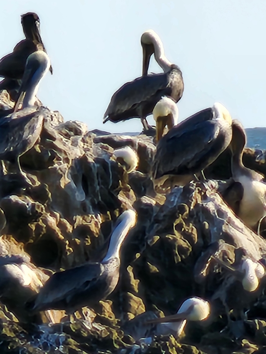 Various brown pelicans perched on a very large rock facing all different directions with none of them facing forward towards the camera.