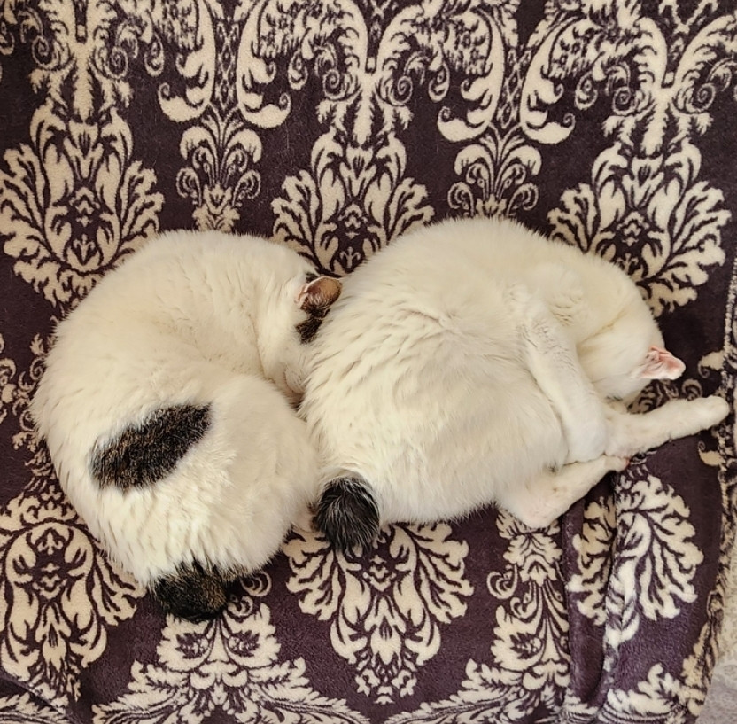 Toby and Petey two Japanese bobtails curled up into balls next to each other sleeping.