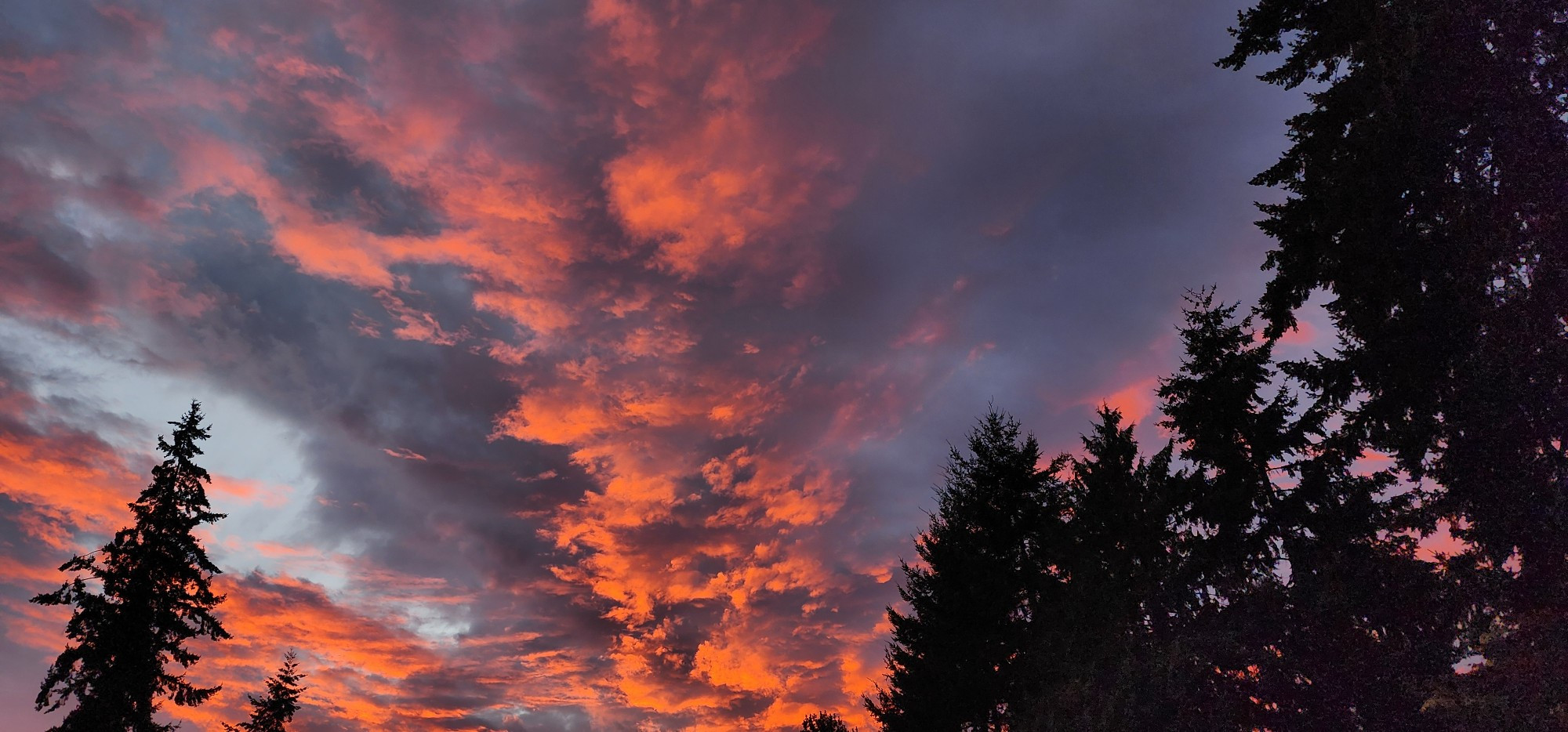 The sunset tonight made the clouds look like billowing cotton with colors of orange and purple, all this is against a darkening blue sky.