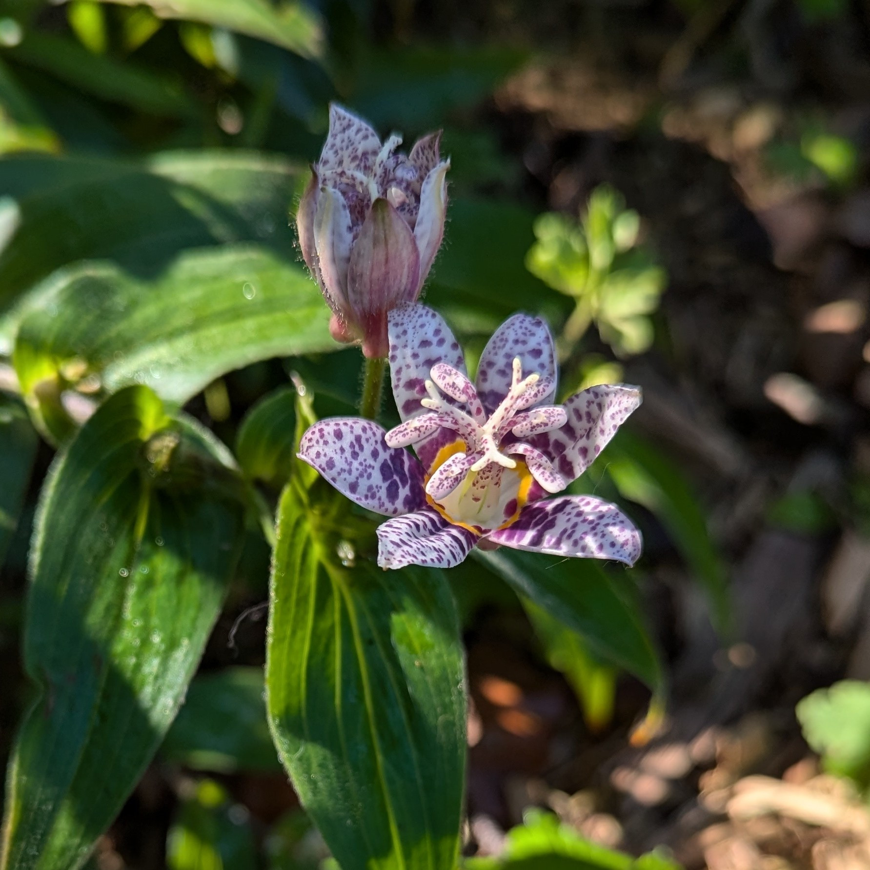 A toad lily, white with bright purple spots, with a reddish purple and yellow inner rings near the stamen