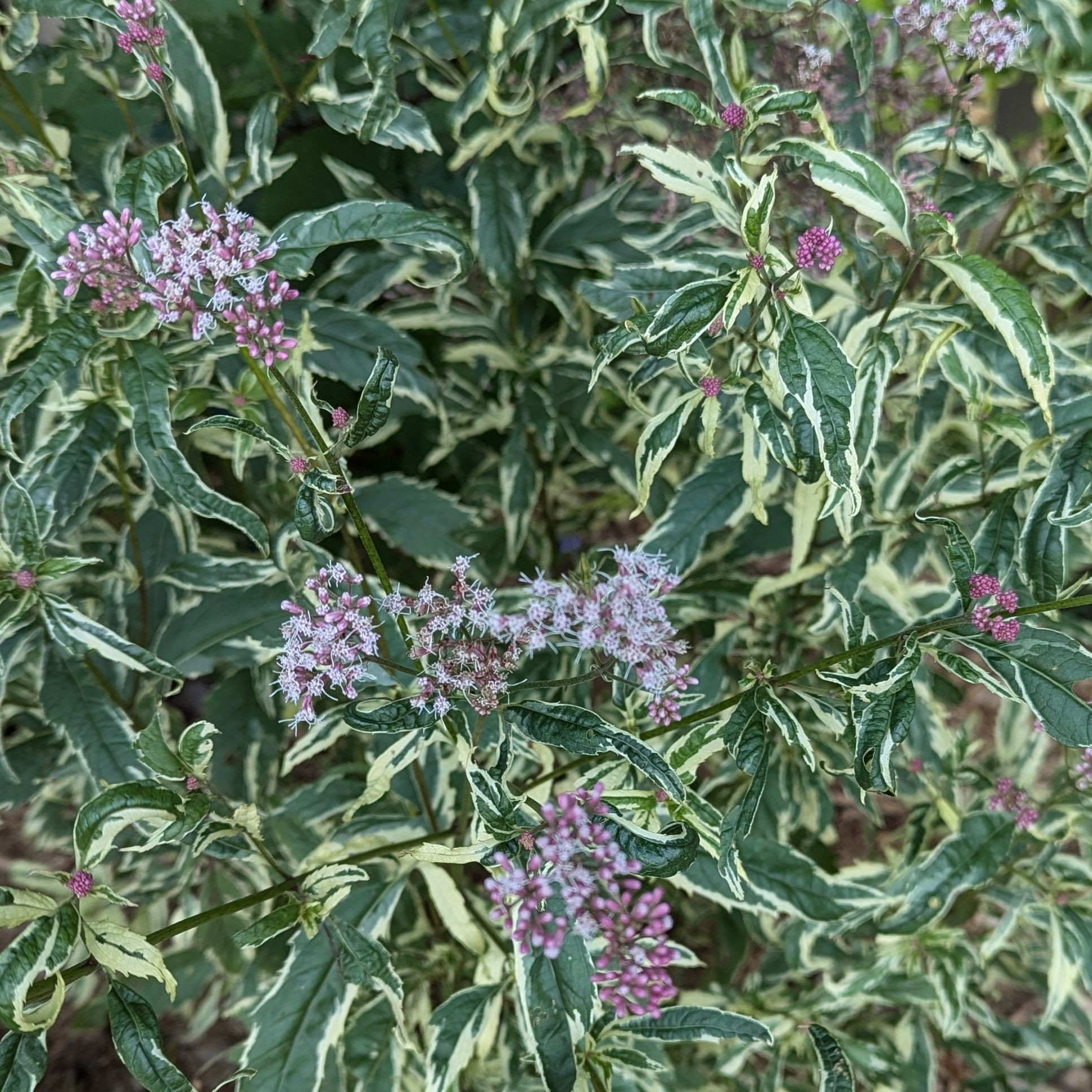 A variegated plant with green and cream colored foliage with small sprigs of light pink flowers.