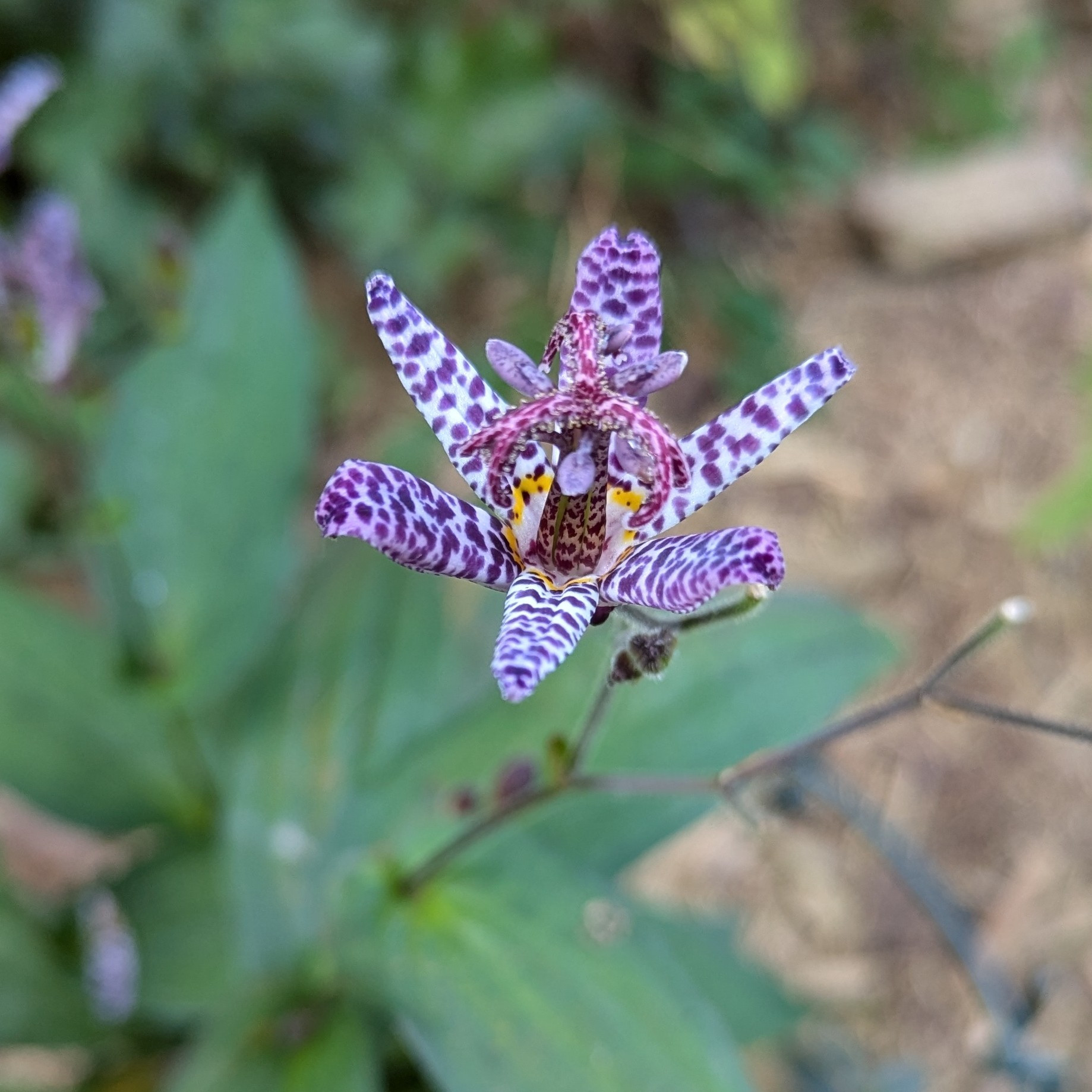 A similar toad lily, but with reddish purple spots on the stamen and only a yellow inner ring