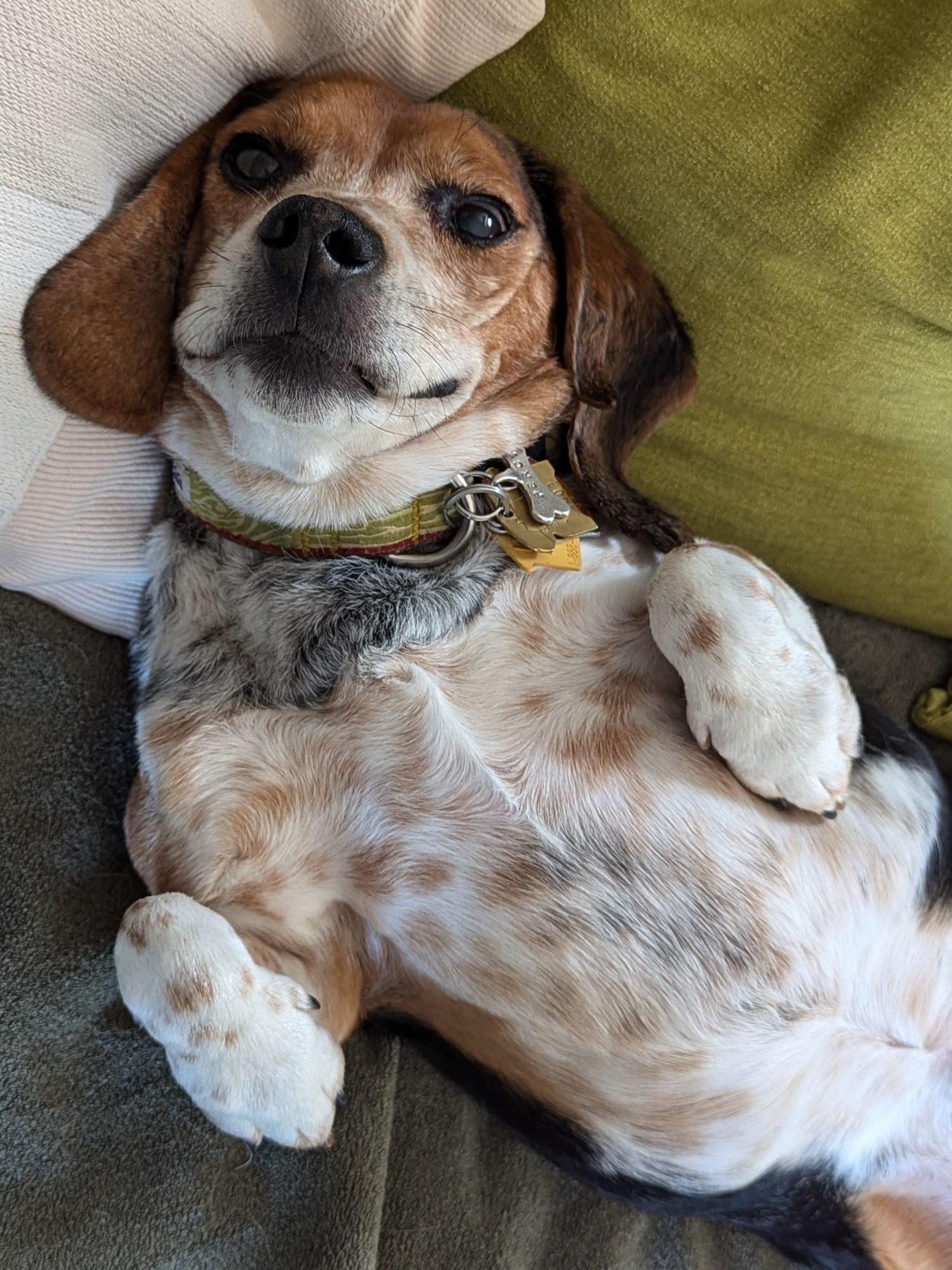 A beagle lying on his side showing his white and black ticking around his neck and his brown and white ticking on his belly