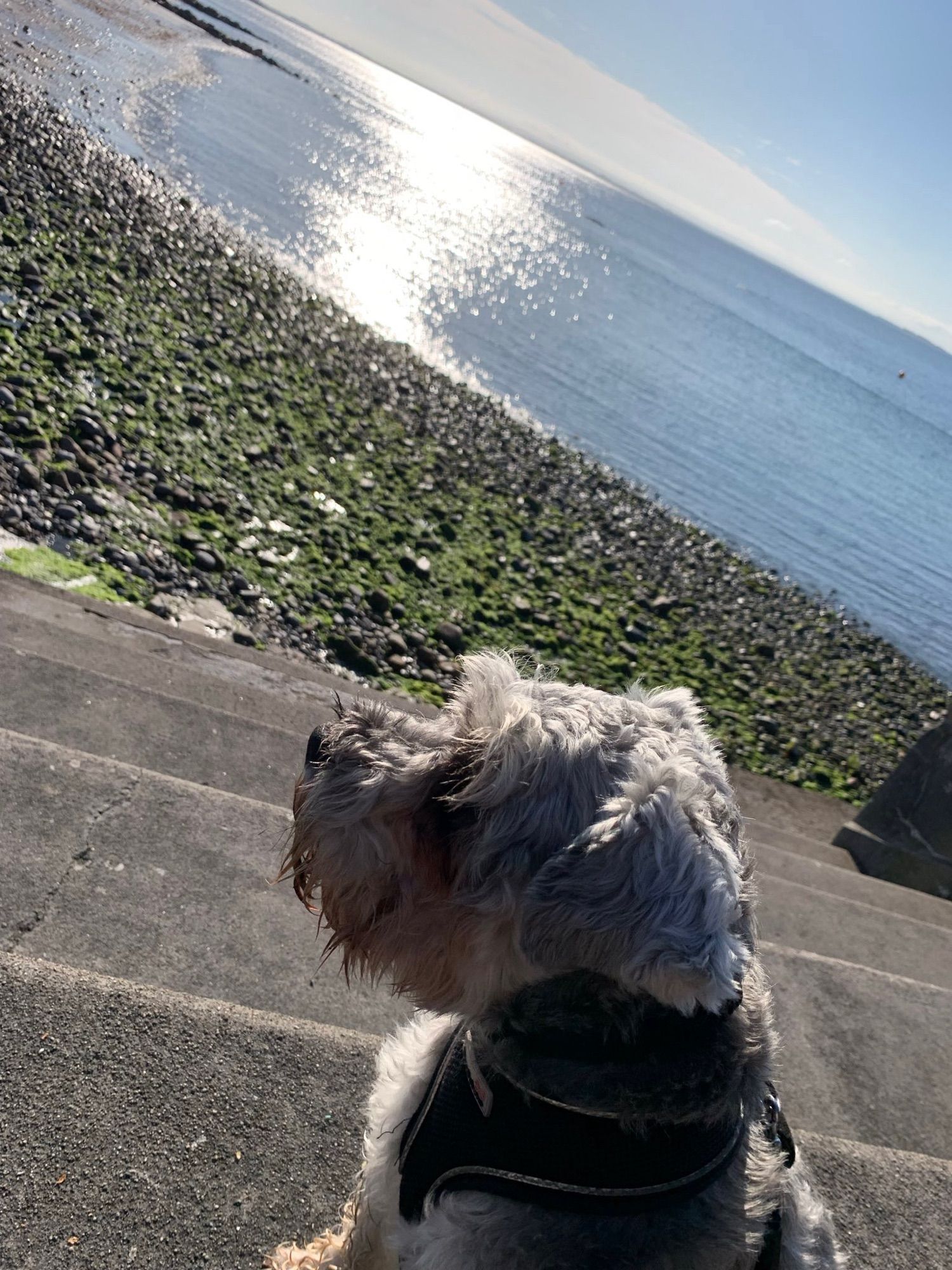 A dog at the sea side.