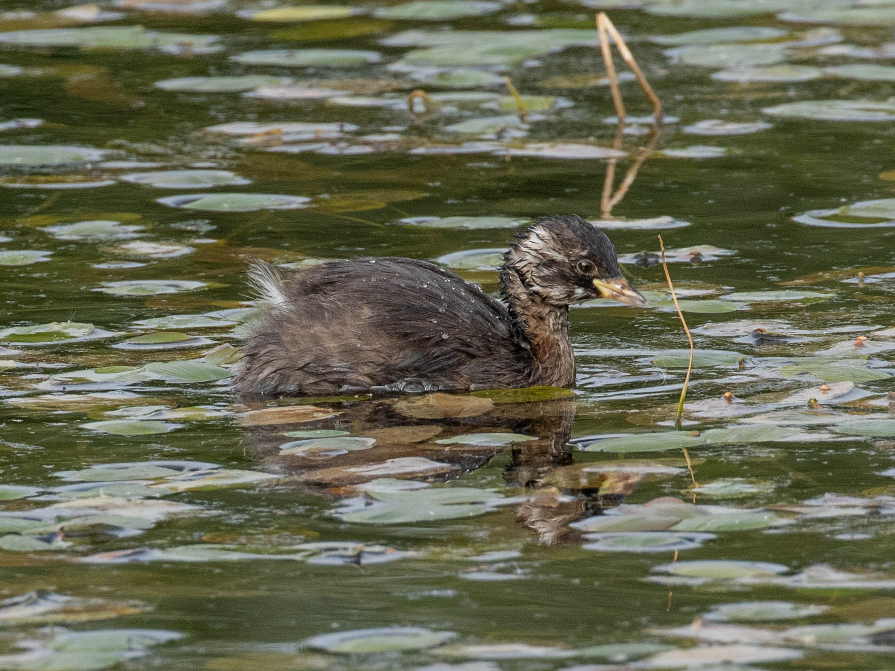 Little Grebe