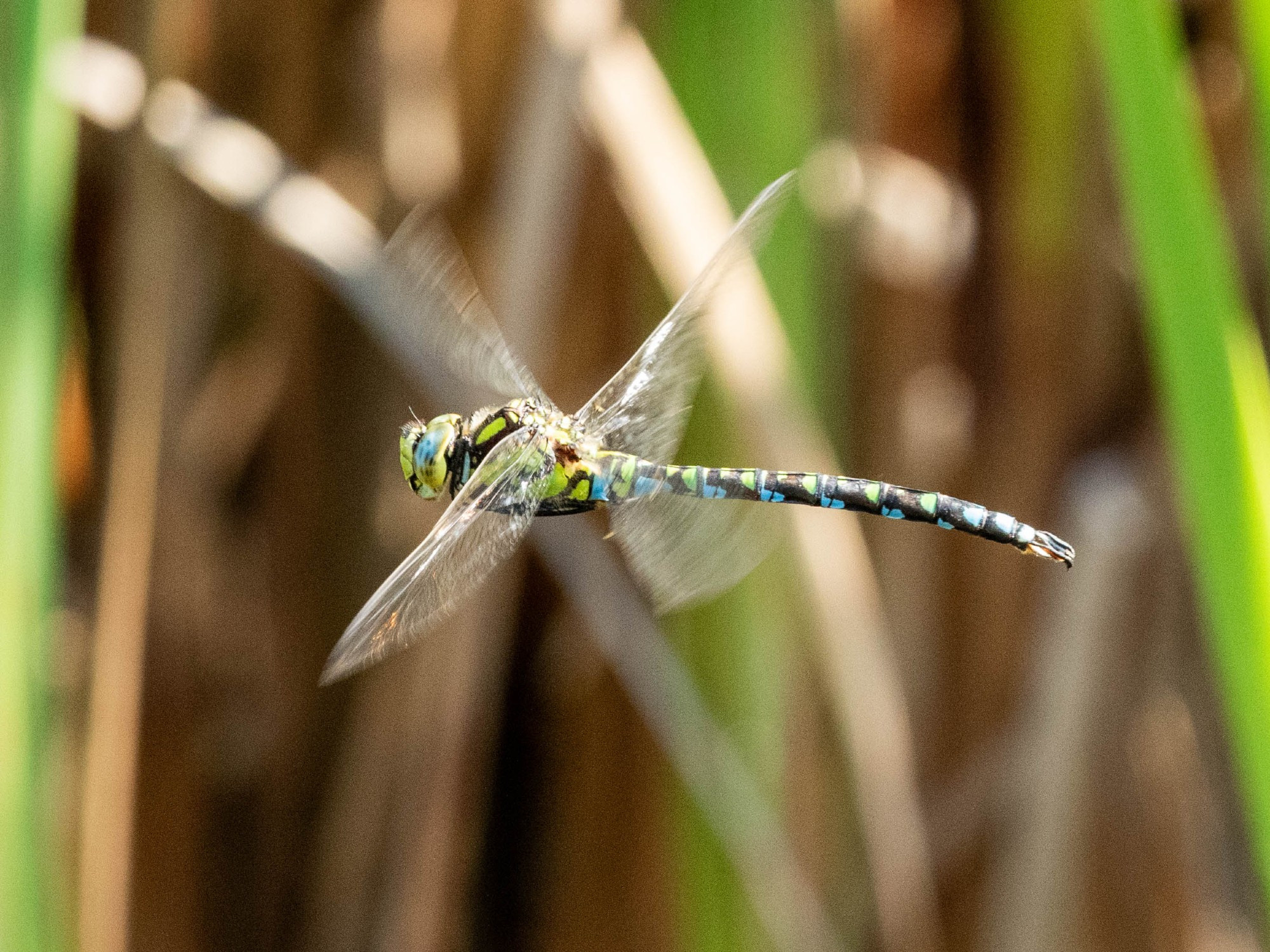 Southern Hawker