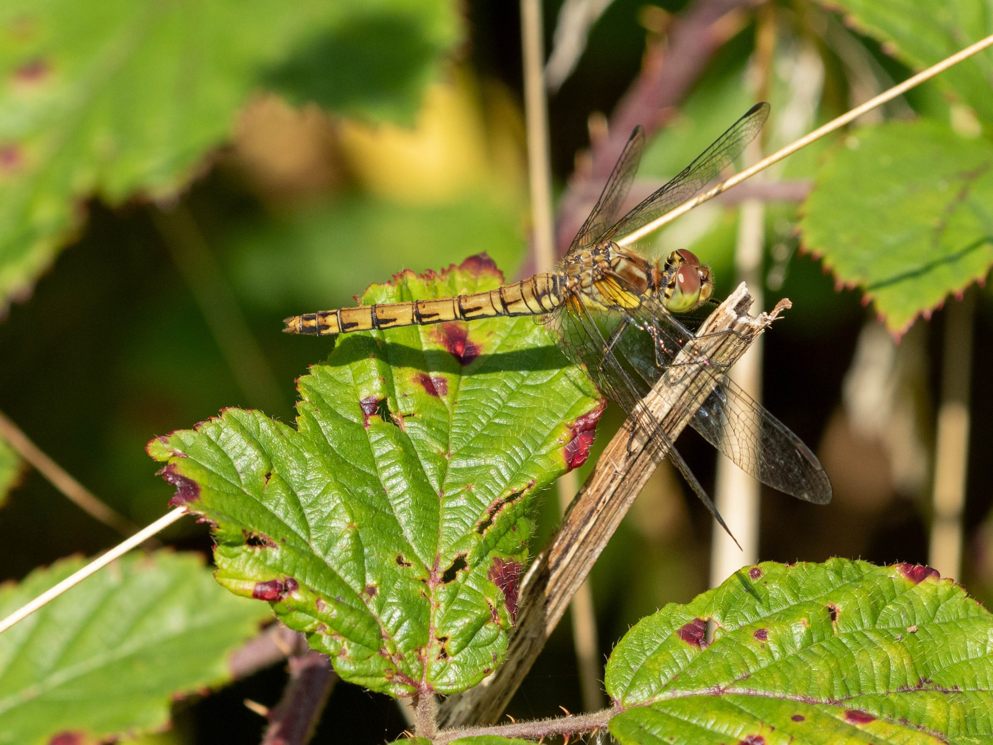 Common Darter