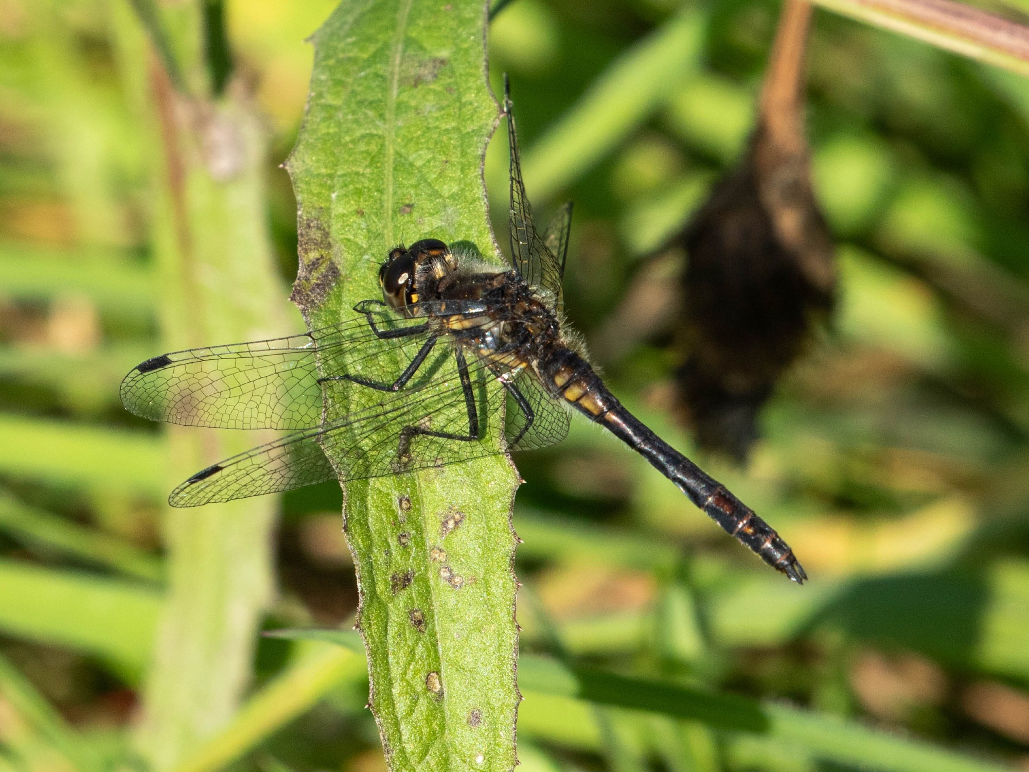 Black Darter, first I've seen in St Helens for six years