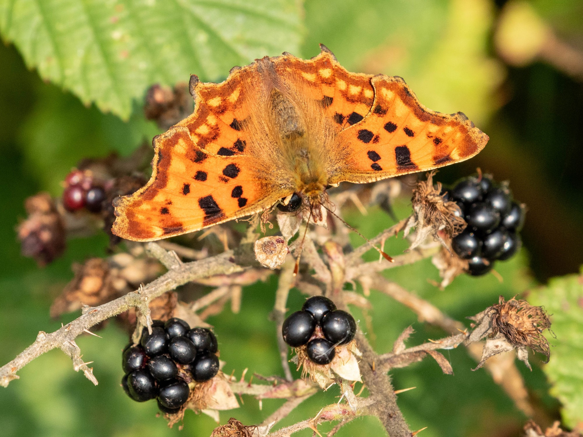 Comma