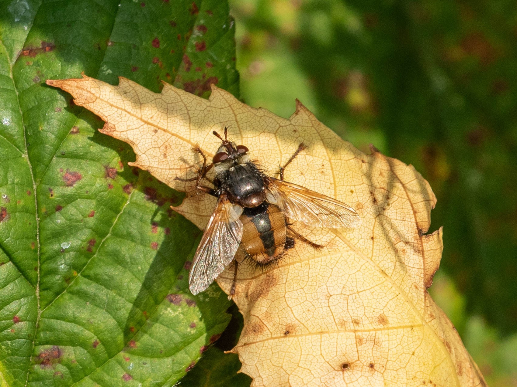 Tachina fera