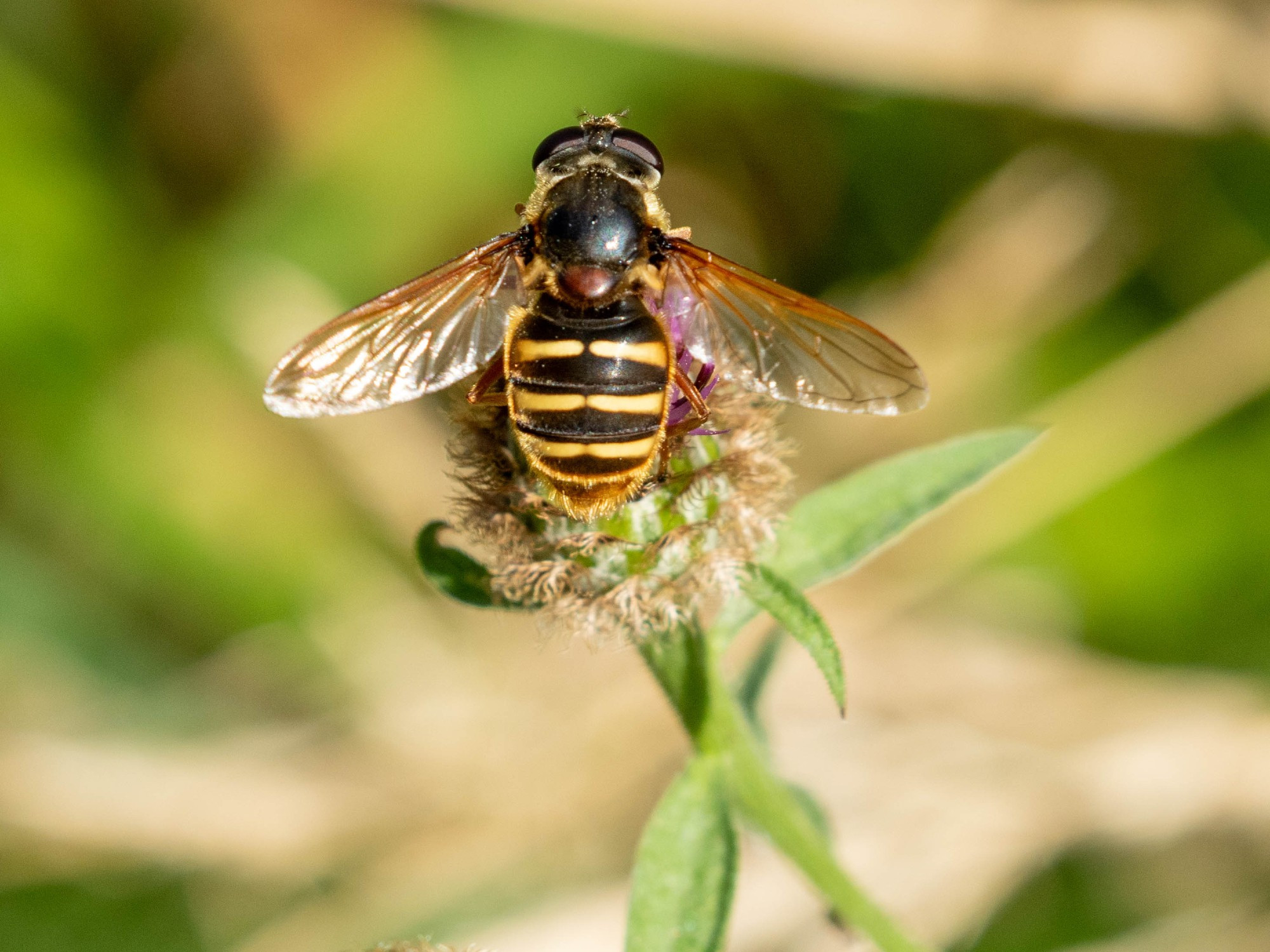 Sericomyia silentis