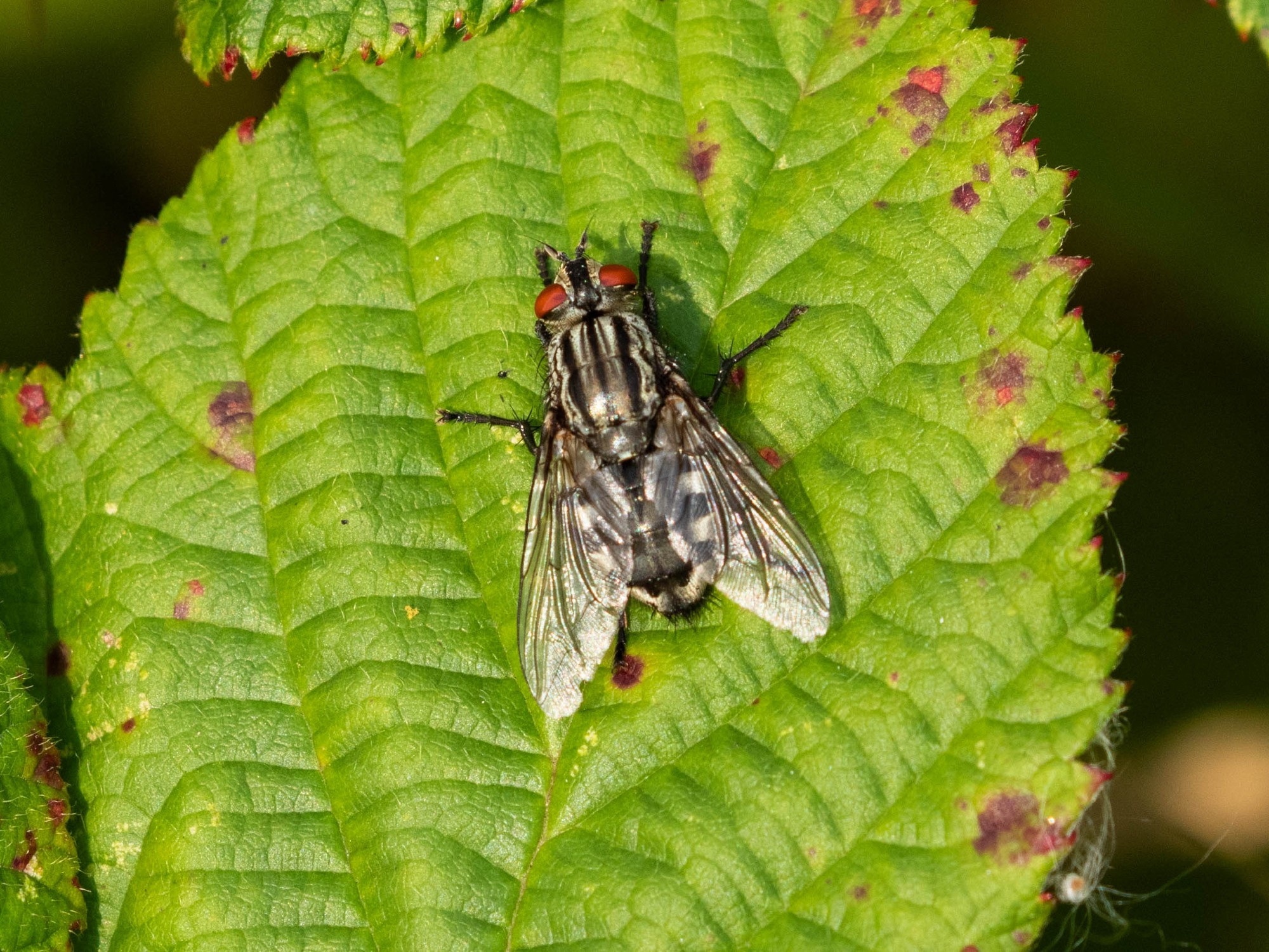 Sarcophaga sp (flesh fly)