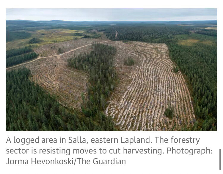 A logged area of forest in Finland