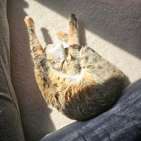 a white, orange, and black tabby cat stretched out in a sunbeam, arms stretched up and legs somehow positioned under one of her arms? surely not comfortable 