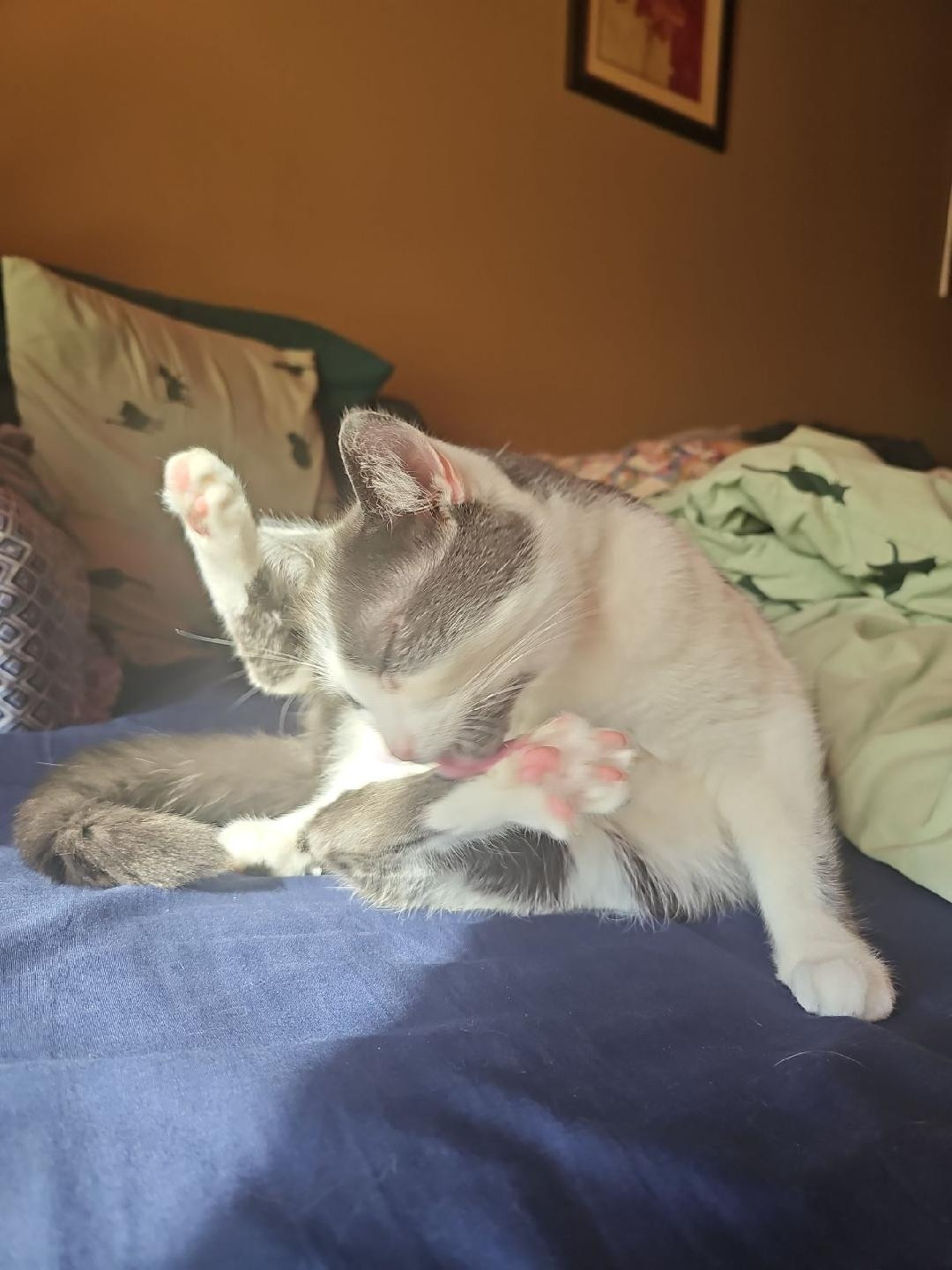 a grey and white cat taking a bath in a very strange position, both feet in the air and front paws down while licking toe beans