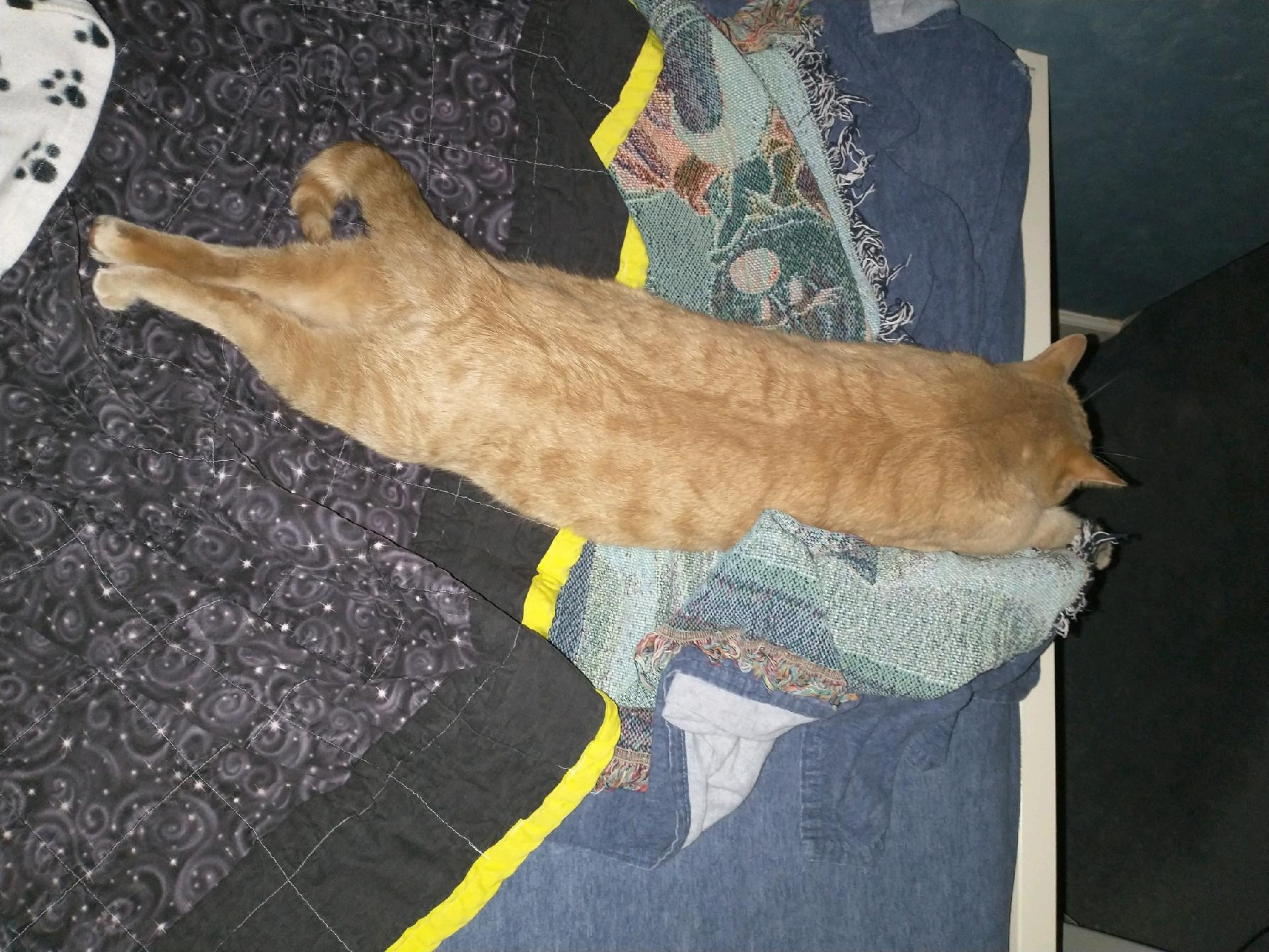 an orange cat sitting longways on a bed, legs and arms stretched out and tail to the side