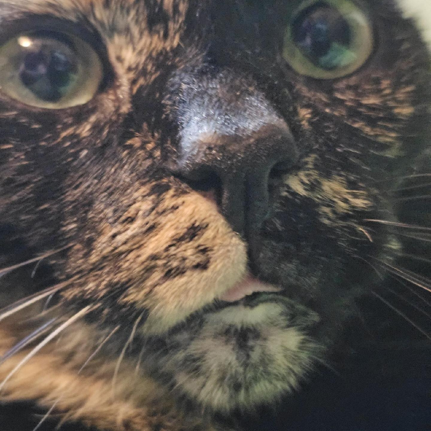 close up shot of a tortoise shell cat's face, with the tiniest amount of tongue sticking out of her mouth