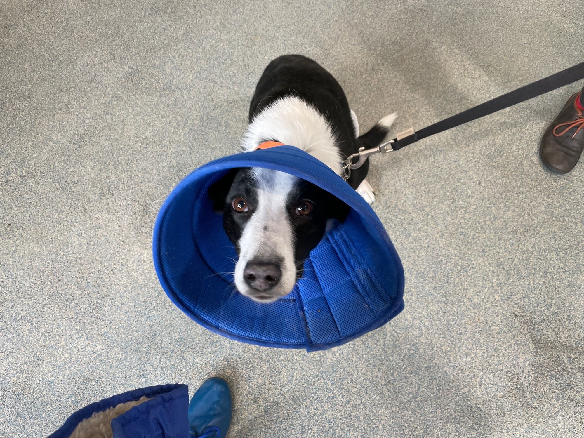 Black and white Border Collie wearing a cone on his head and looking glum