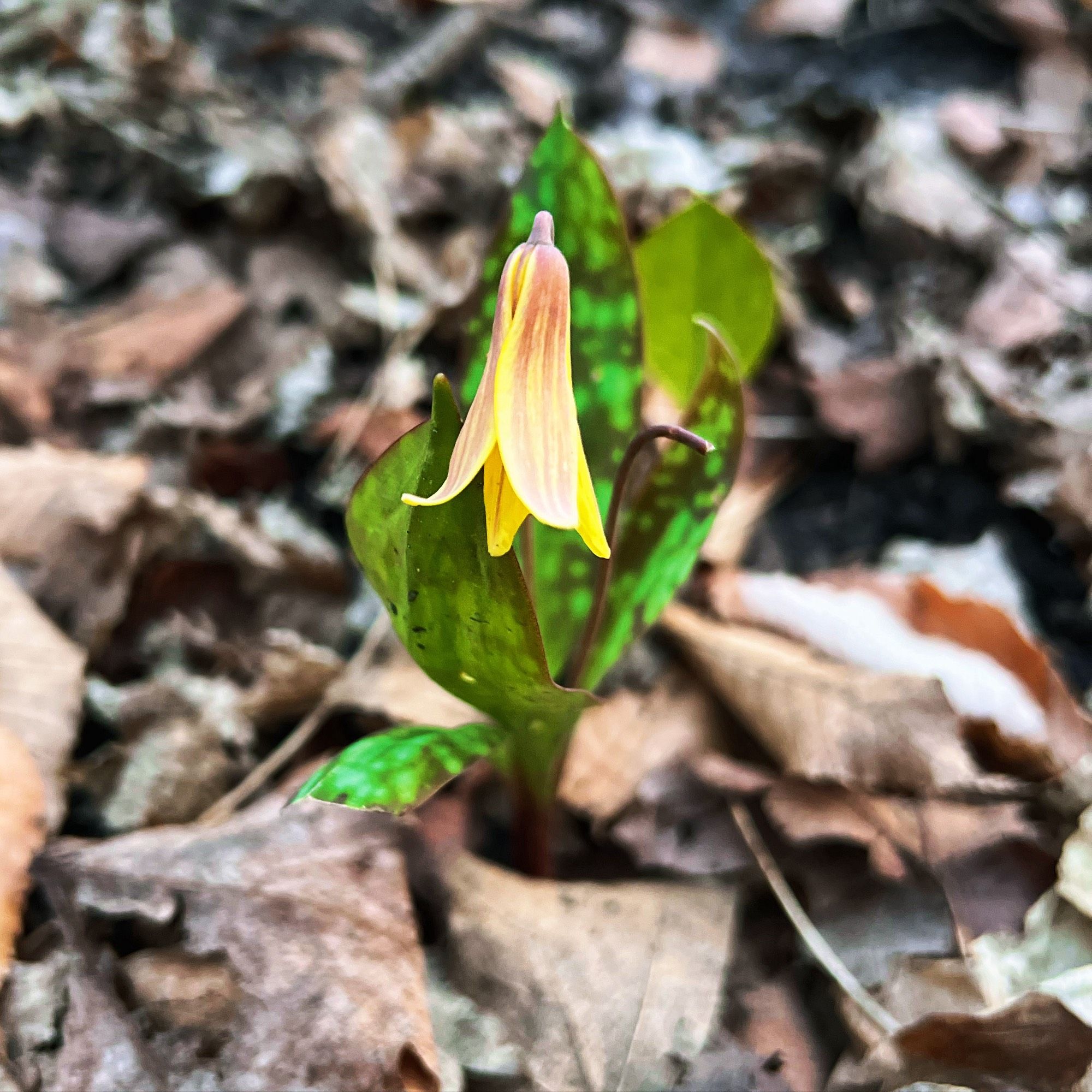 Photo of a trout lily in a woodland surrounded by dead leaves