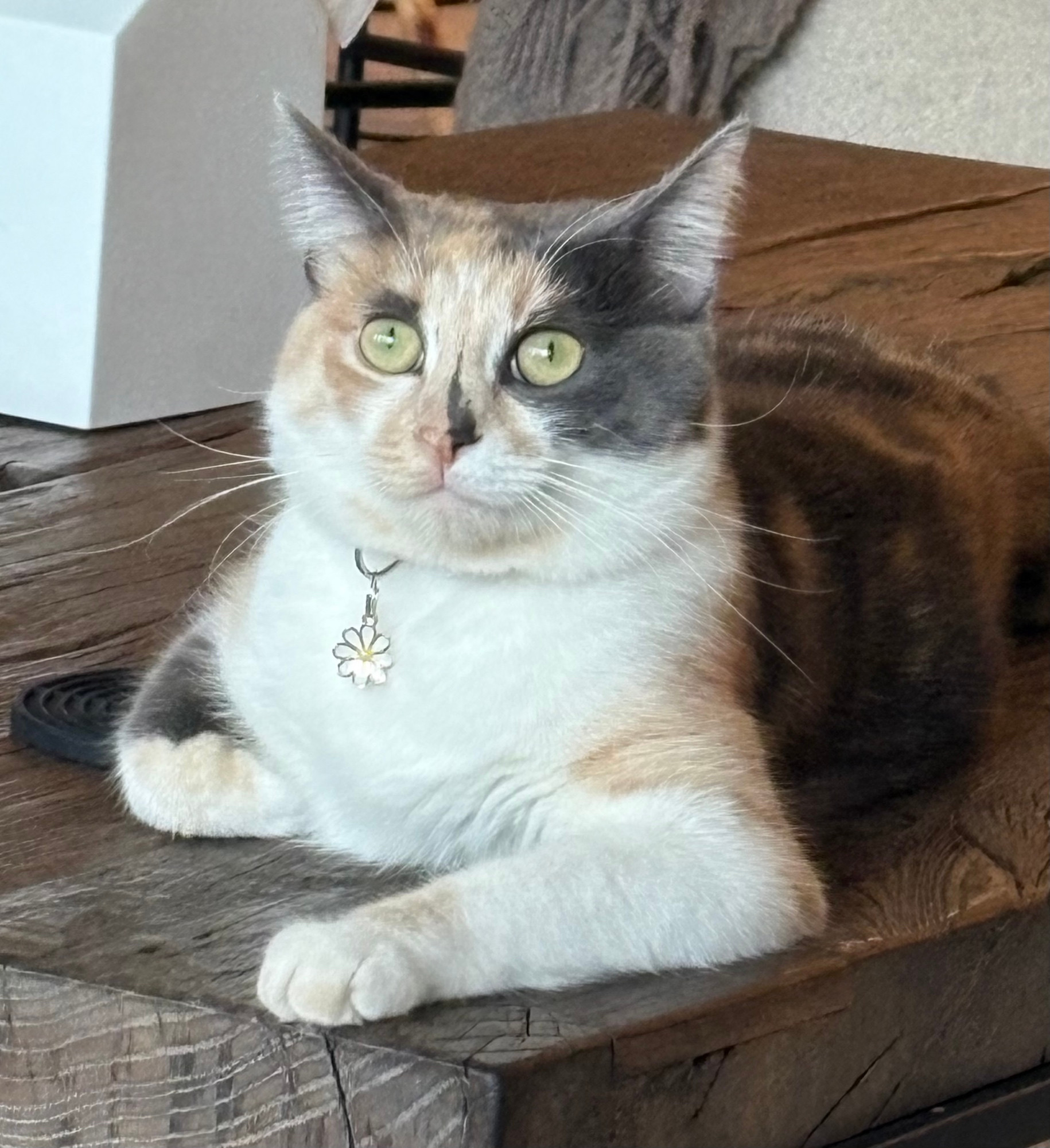 Calico cats lying on a coffee table, thinking menacing thoughts.