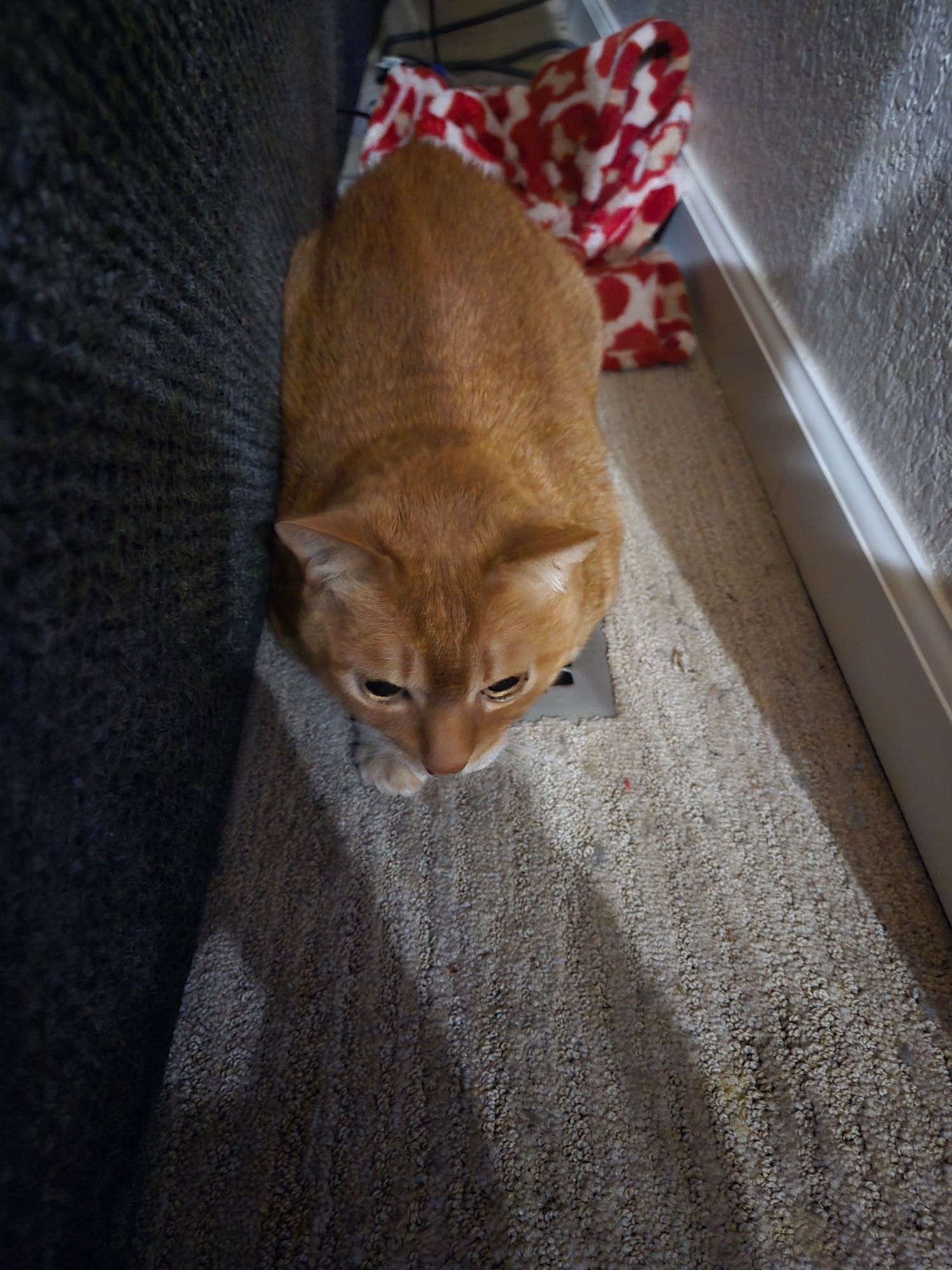 The cat, sitting on top of one of the heating vents.