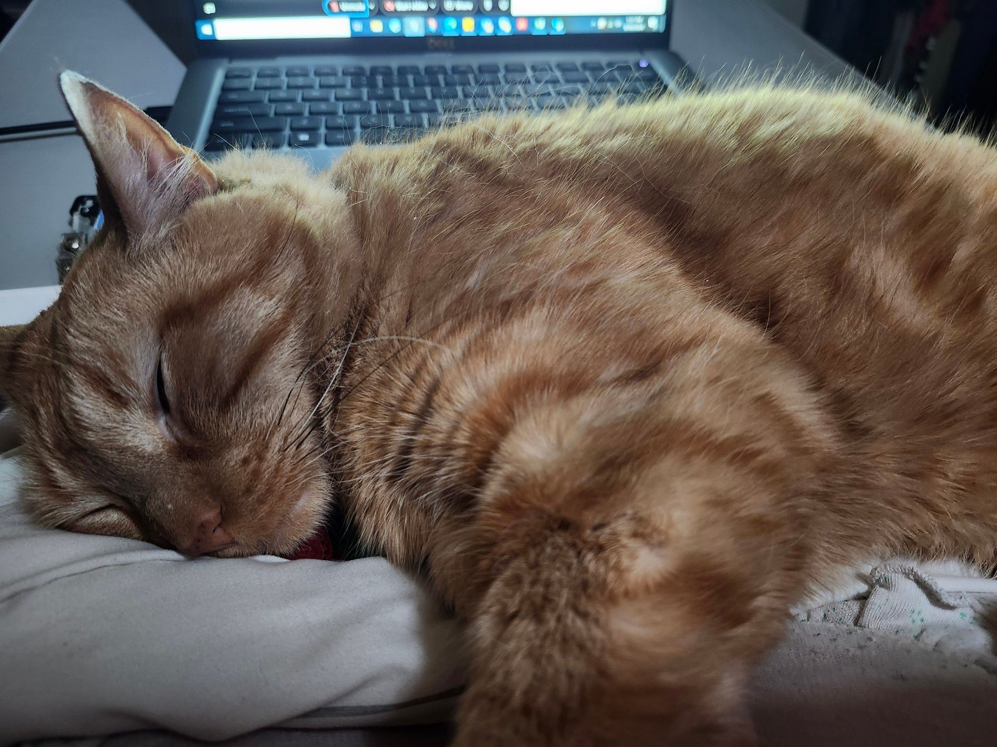 Orange tabby cat sleeping on my chest, with a laptop in the background.